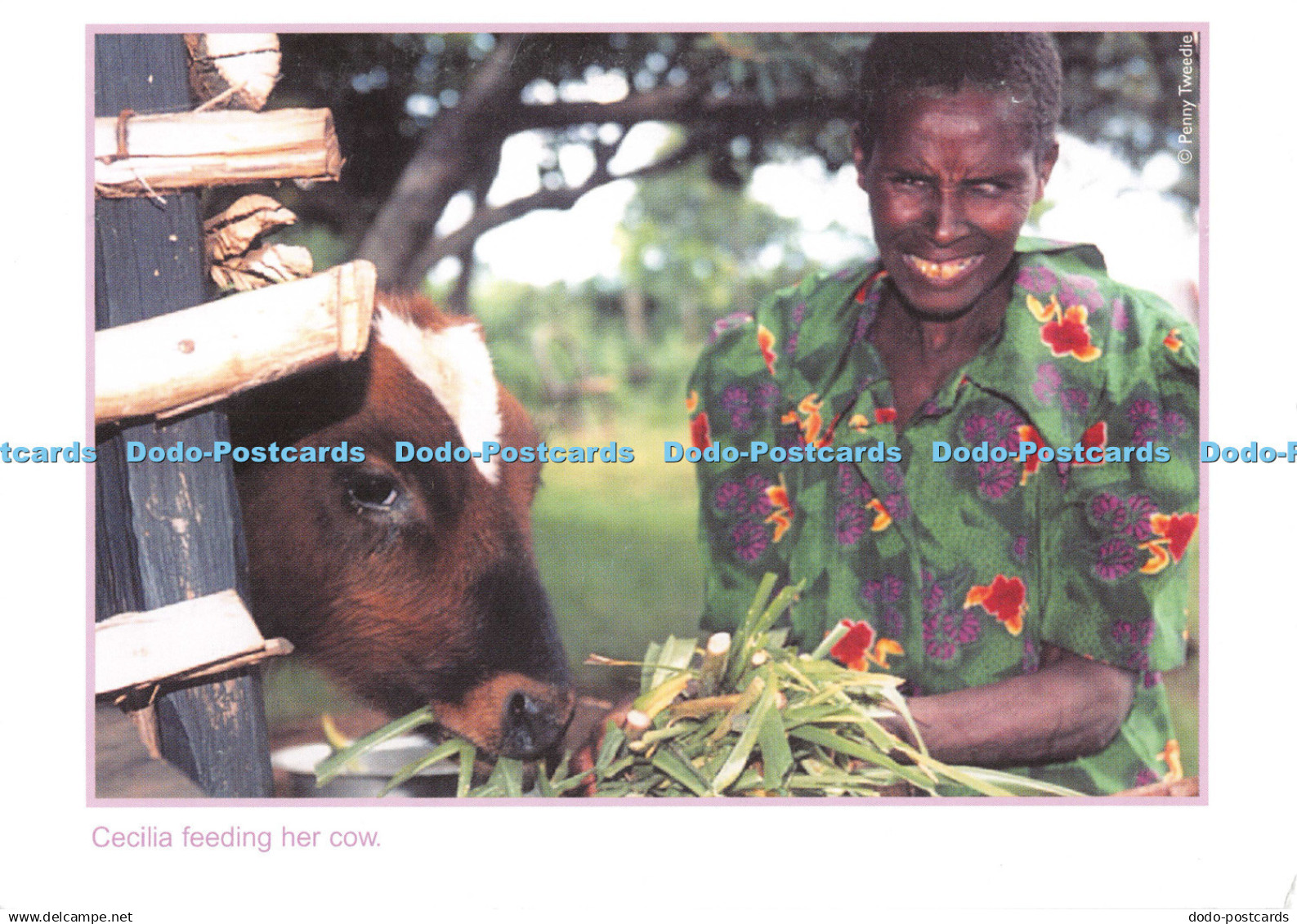 D136053 Cecilia Feeding Her Cow Send a Cow