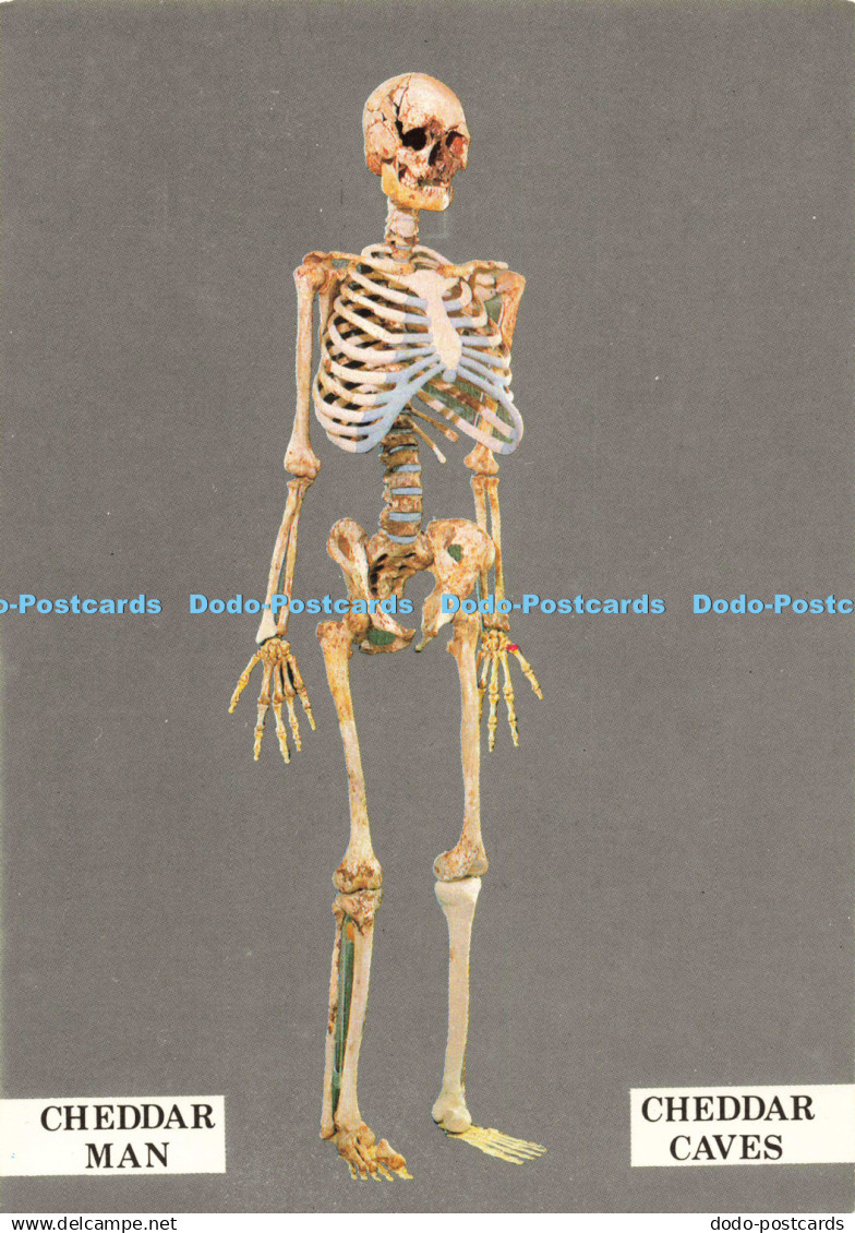 D139574 Cheddar Man Cheddar Caves Paleolithic man of Creswellian culture who liv