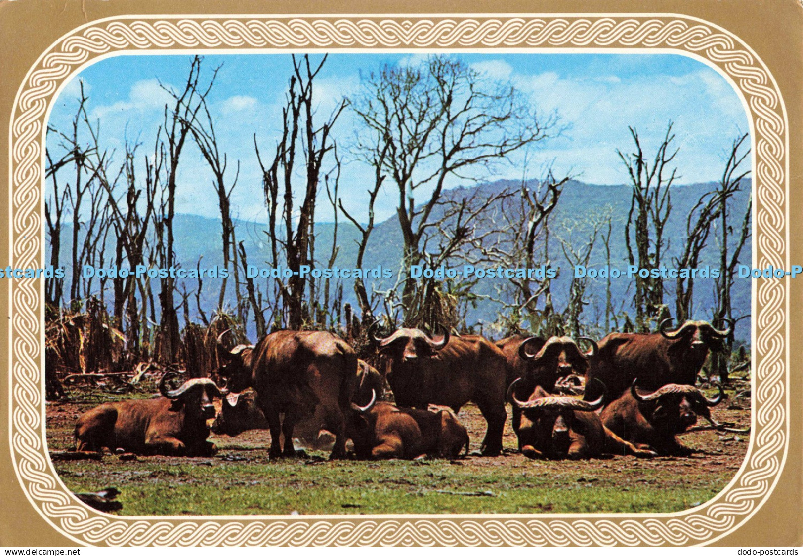 D139951 TFC 31 Buffalos at Lake Manyara Tanzania Tanzania Film Company Limited 1