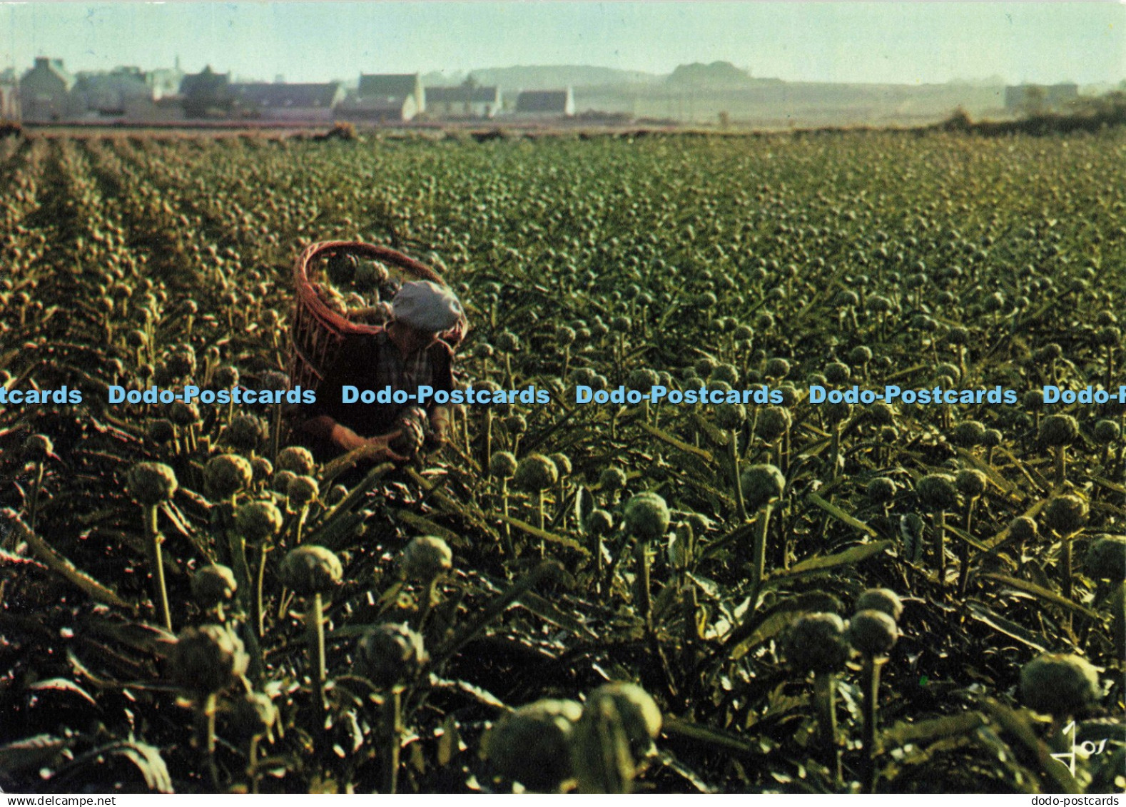 D140125 La Bretagne en Couleurs Zone Legumiere de Bretagne MX4911 Ramassage des