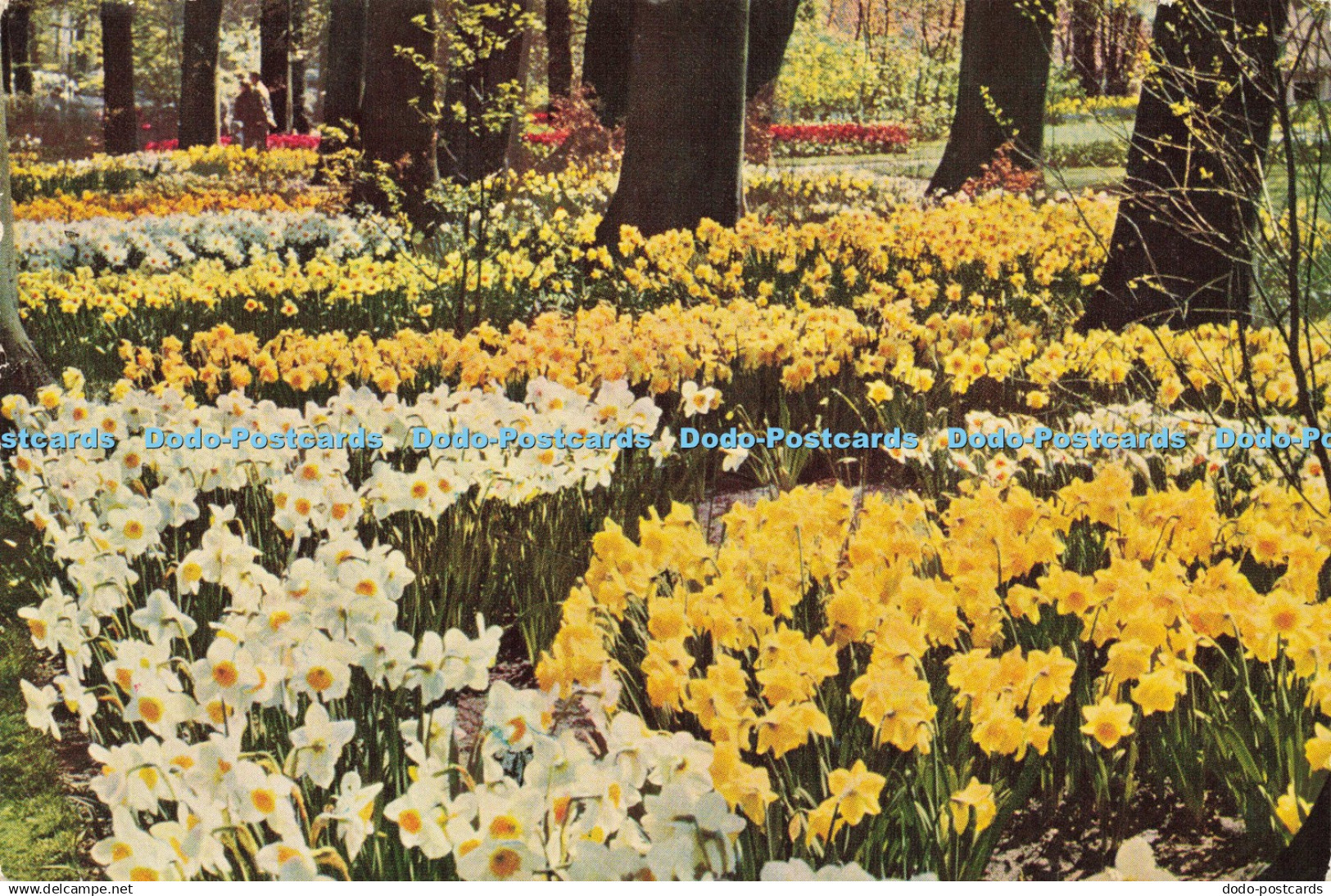 D142542 Flowers Mercurius Wormerveer Holland Seysener 1956