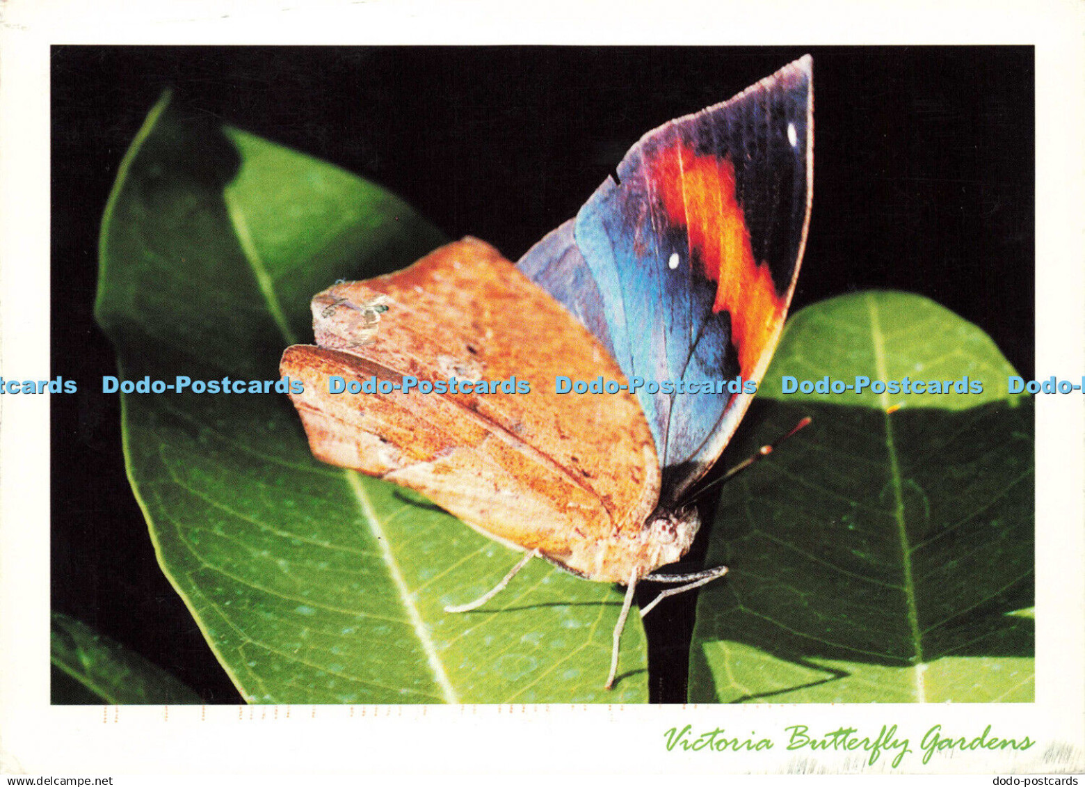 D146844 Victoria Butterfly Gardens. Indian Leaf. Victoria. B. C. Canada. High La