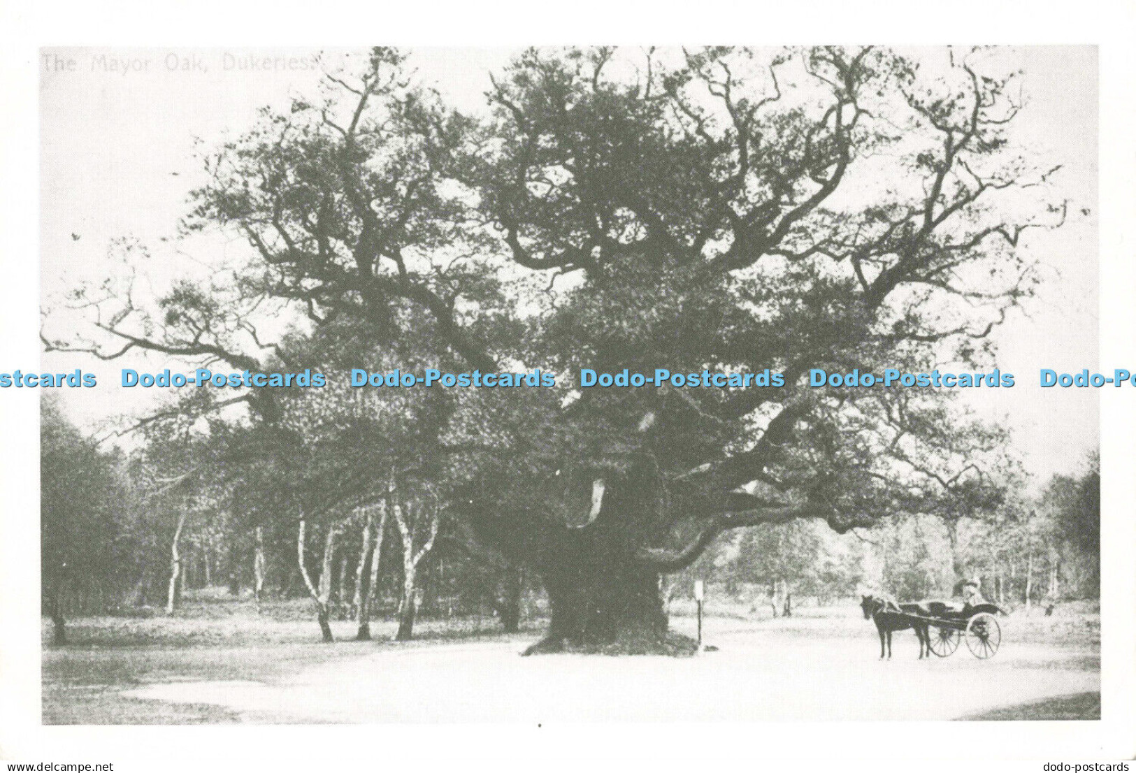 D149706 Sherwood Forest. The Major Oak. Nottinghamshire County Council