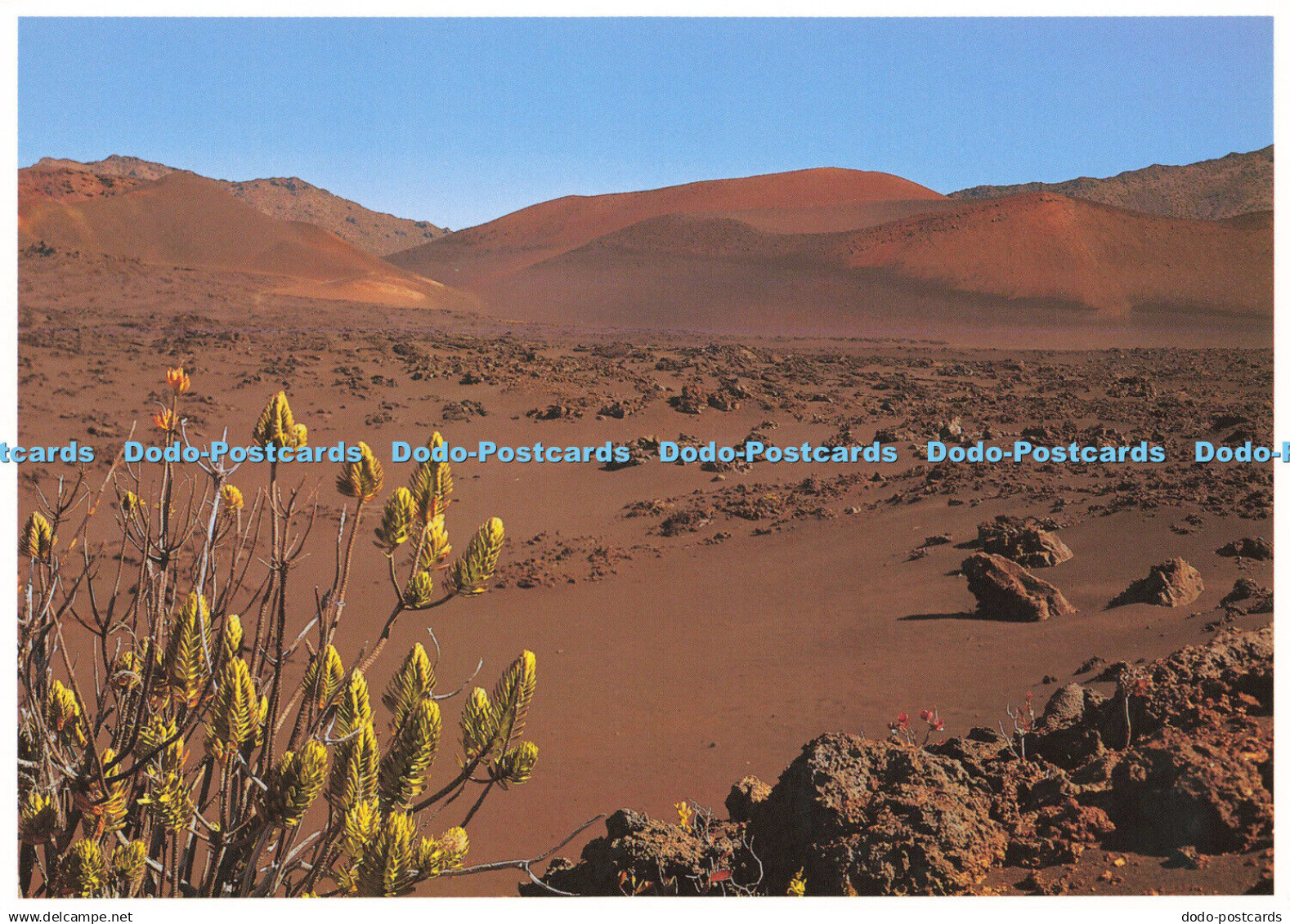 D160637 Maui. Kupaoa. Dubautia Mensiesii. Haleakala National Park. Impact Hawaii