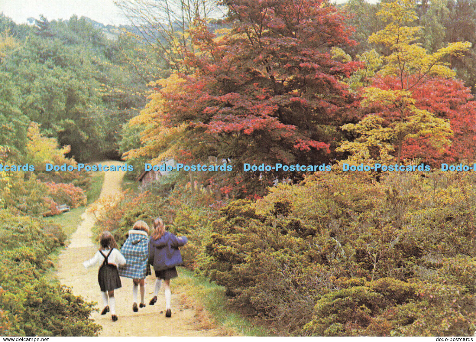 D161025 Surrey. Winkworth Arboretum. National Trust. Near Godalming. Beric Tempe