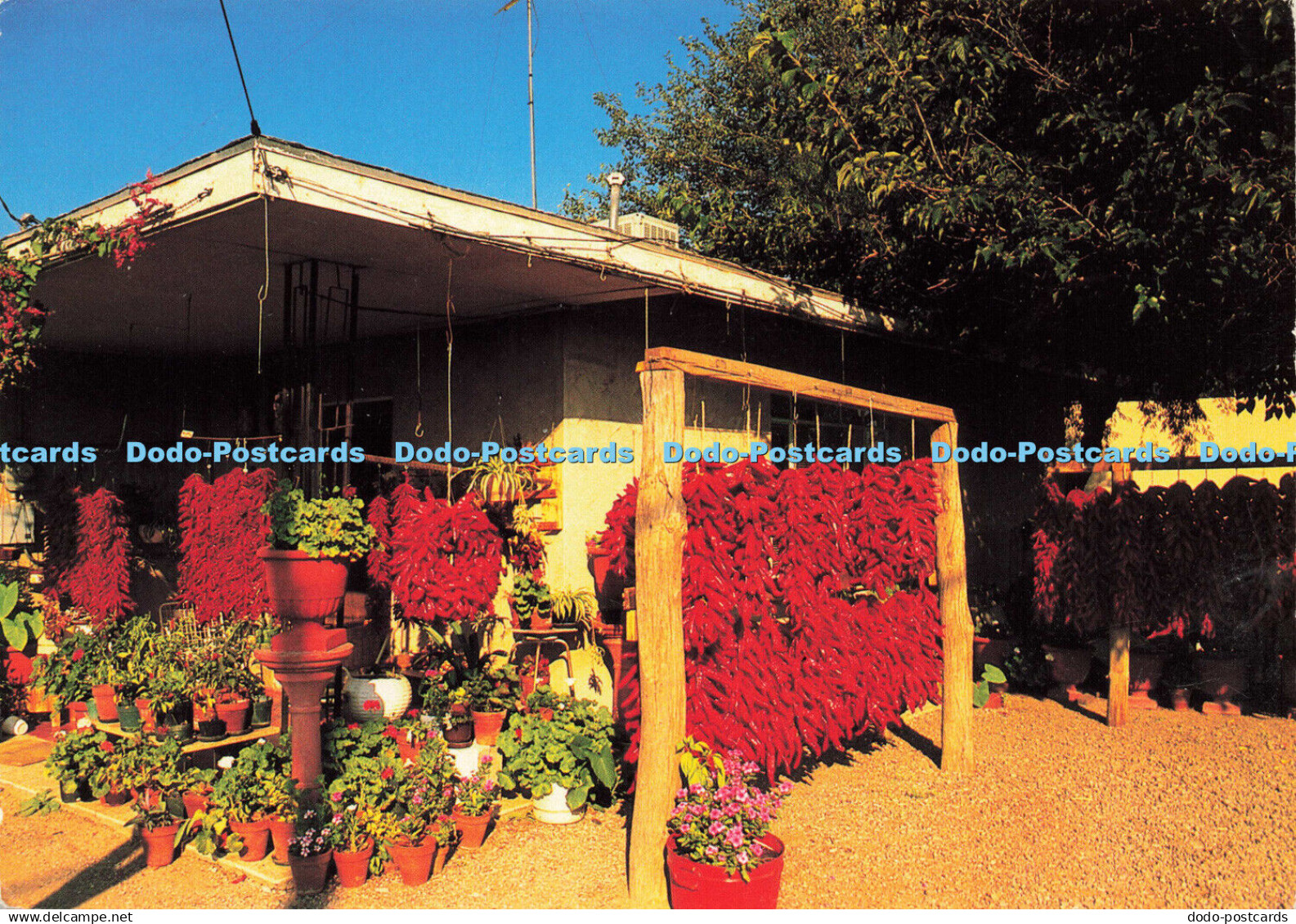 D170312 Beautiful Chili Decorations. Chew Agency. Mac Chew. 1991