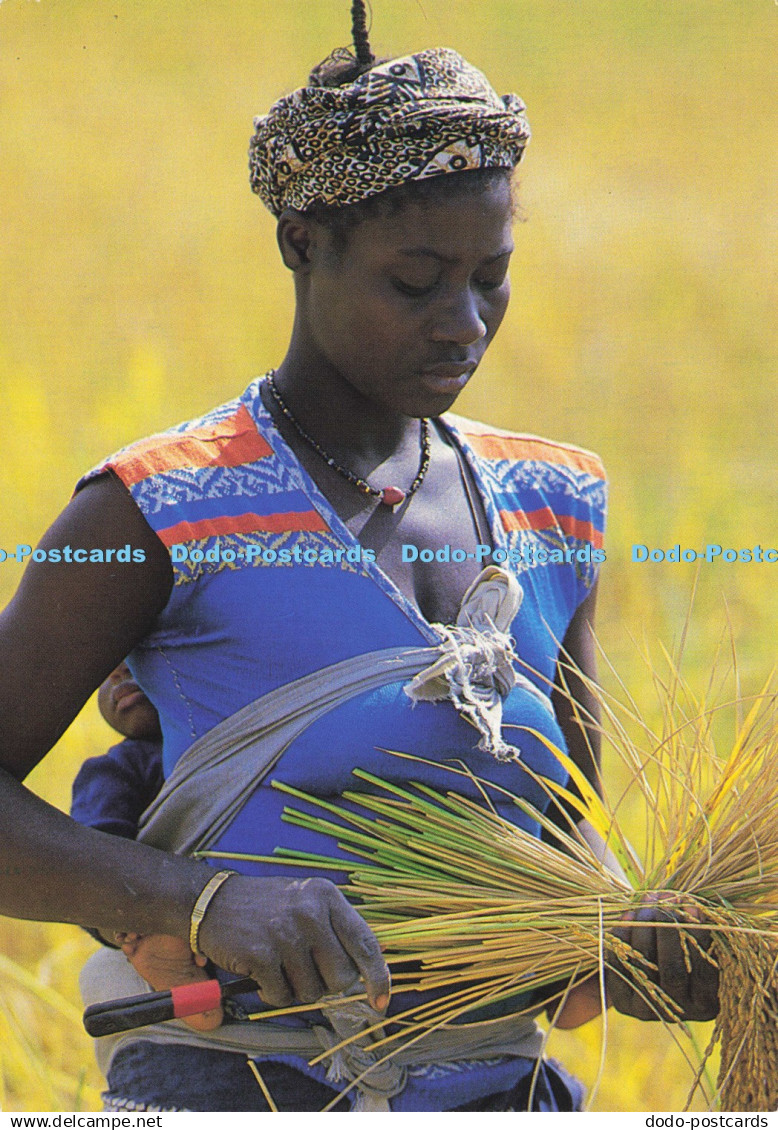 D192660 Afrique Femme and la Recolte de Riz Chilly Mazarin Pix Desheulles