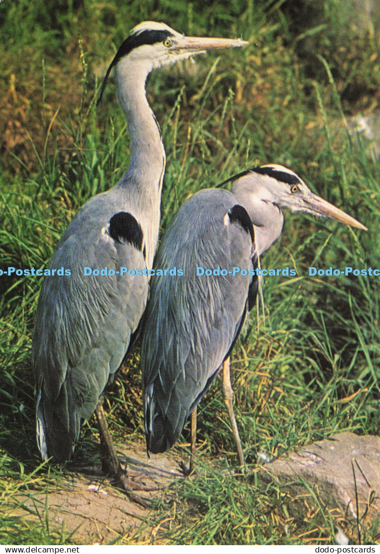 D194715 Heron The Gaunt Heron J Salmon Cameracolour