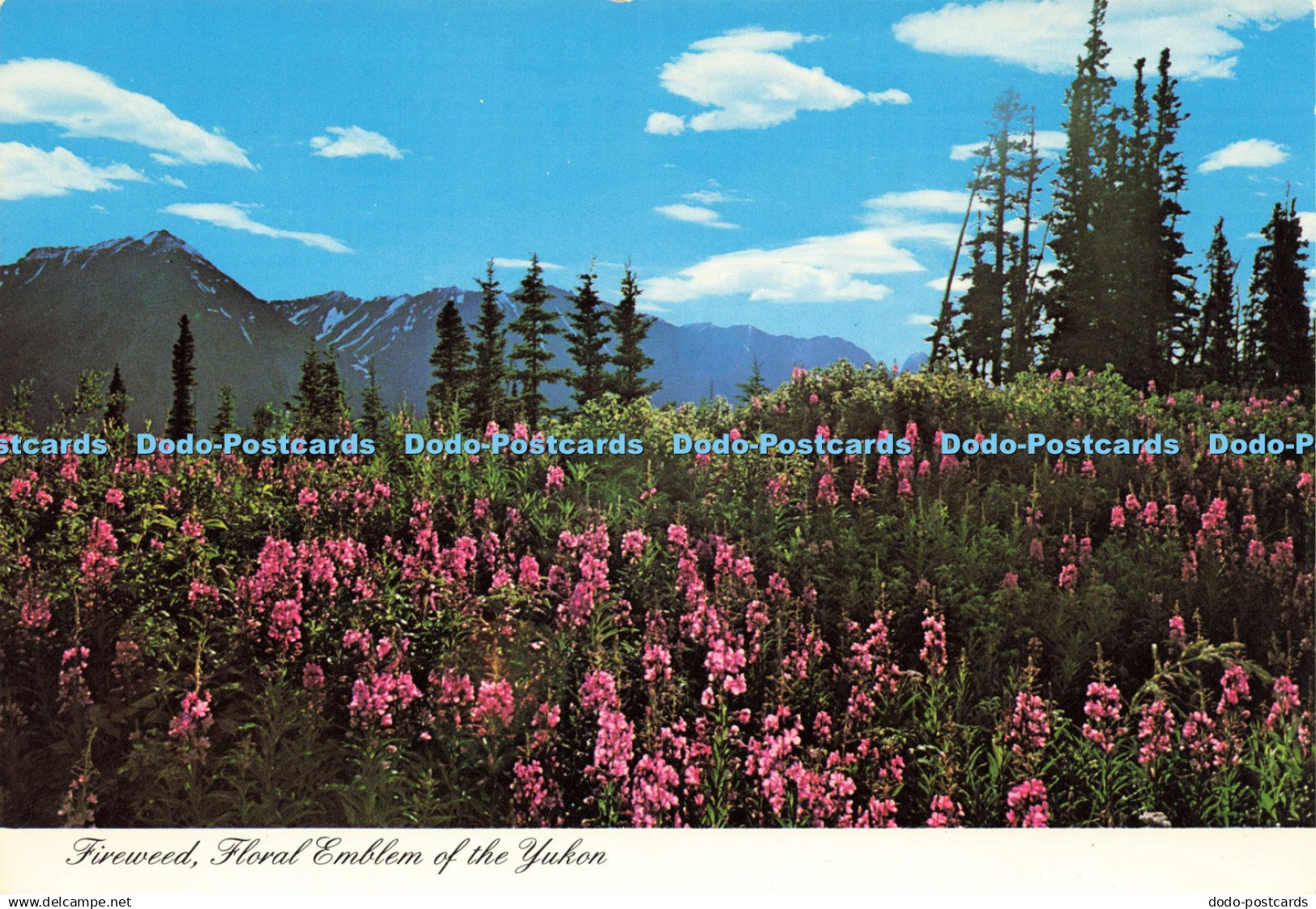 D195584 Fireweed Floral Emblem of the Yukon Studio North Dexter Color