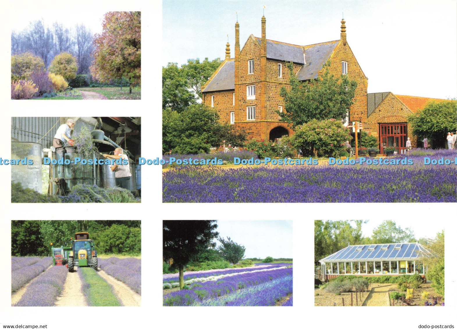 D195721 Heacham Caley Mill Norfolk Lavender West Island Group Multi View