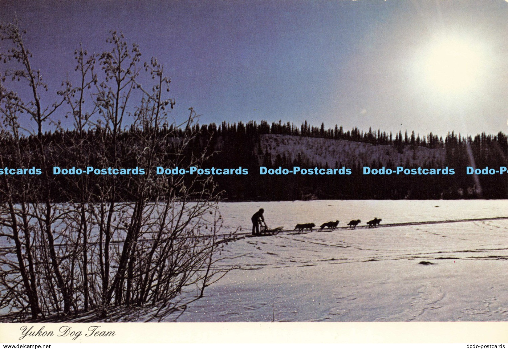 D197074 Yukon Dog Team Studio North Dexter Color