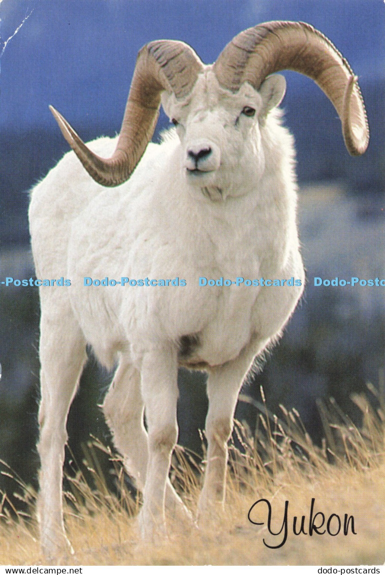 D198215 Yukon Dall Sheep Studio North Dexter Colour