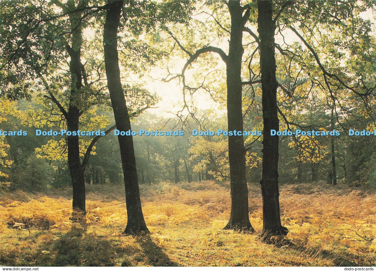 D206317 Nottinghamshire Sherwood Forest Judges C 9398 X