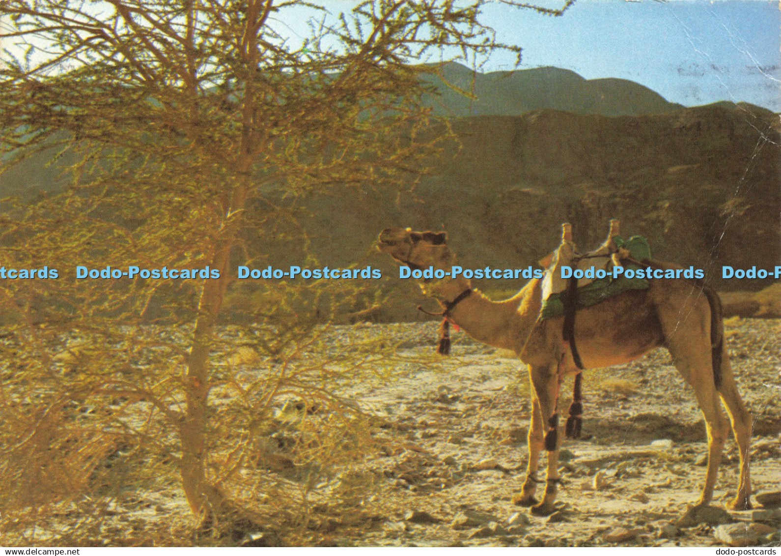 D207179 Camel in the Wilderness Palphot 1979