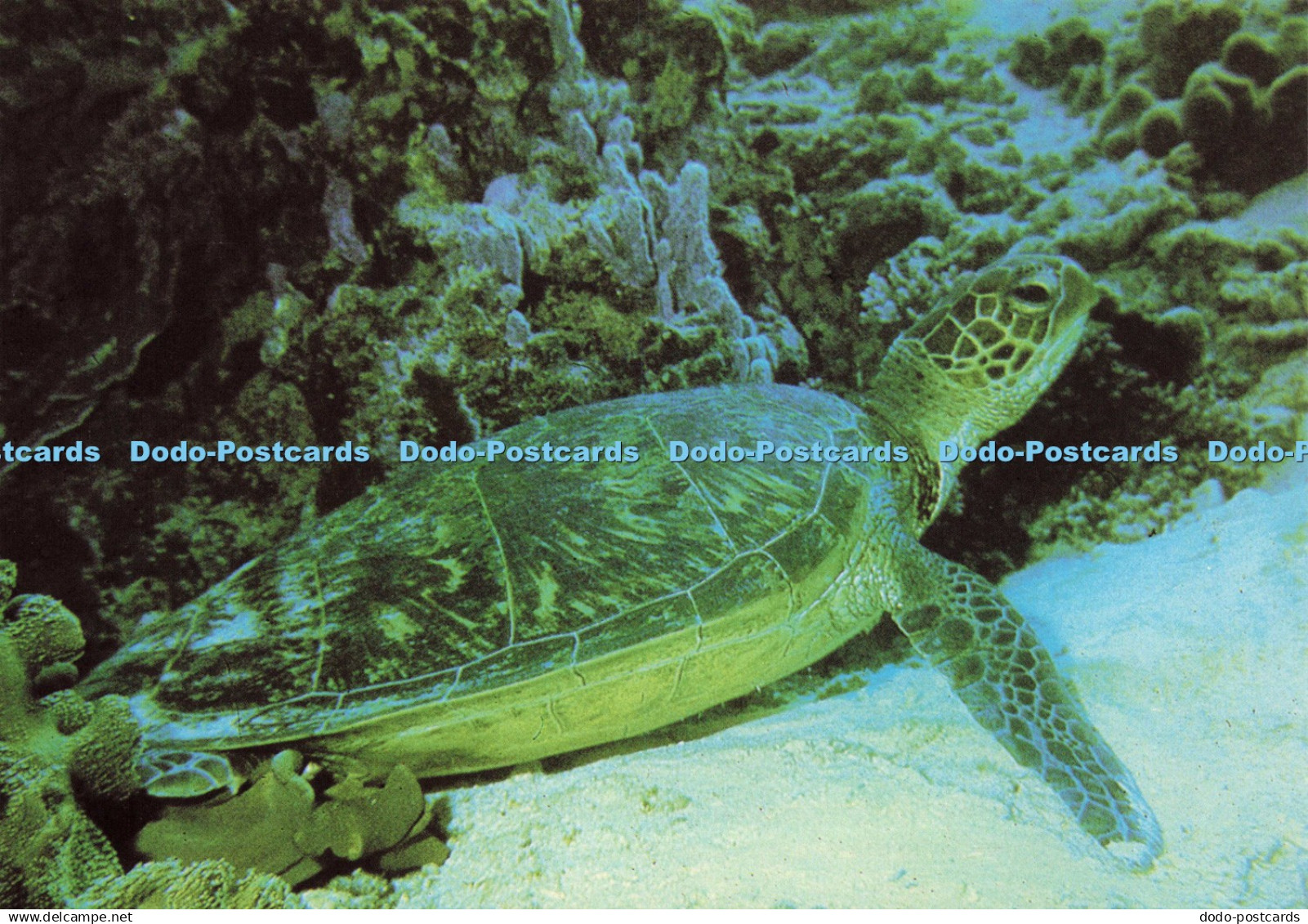 D207228 Heron Island Great Barrier Reef Green Turtle at Rest Nucolourvue Product