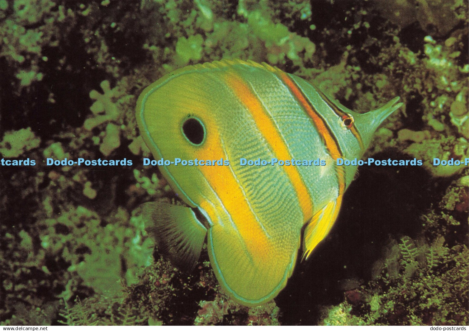 D207232 Heron Island Great Barrier Reef Beaked Coral Fish Nucolourvue Production