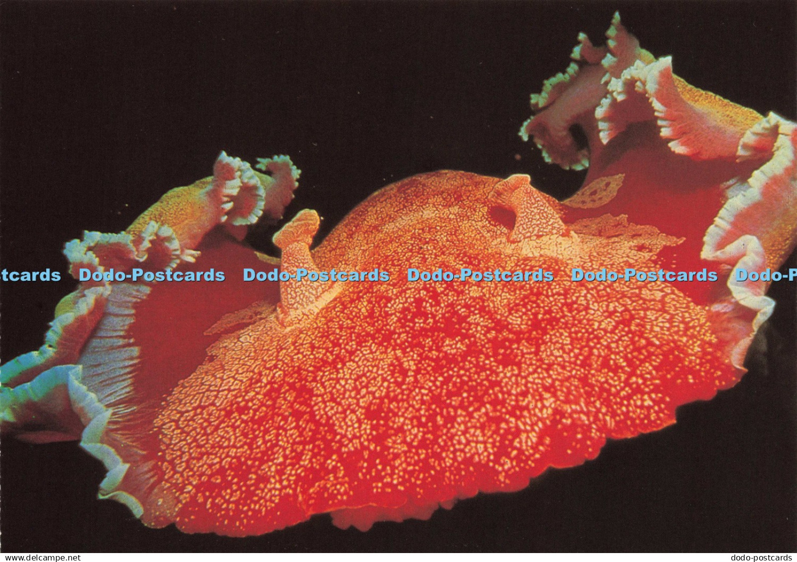 D209508 Heron Island Great Barrier Reef Spanish Dancer Swimming at Night Nucolou