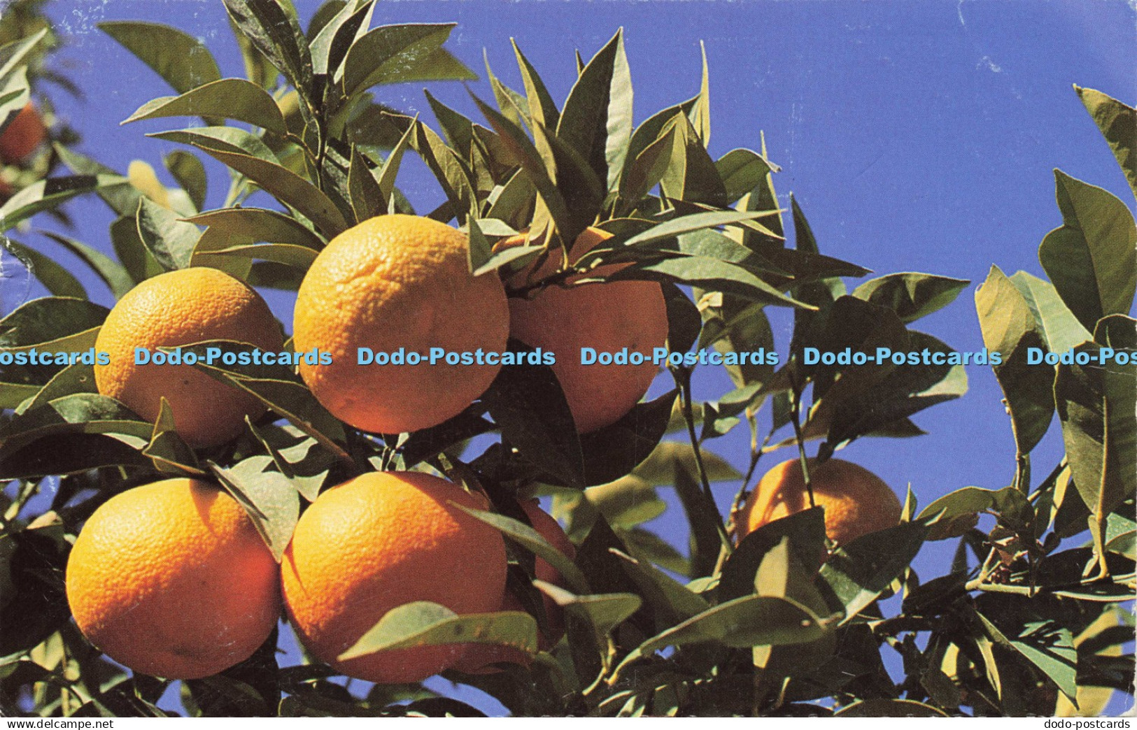 D209894 Orange Tree De Socialistische Vooruitziende Vrouwen 1991