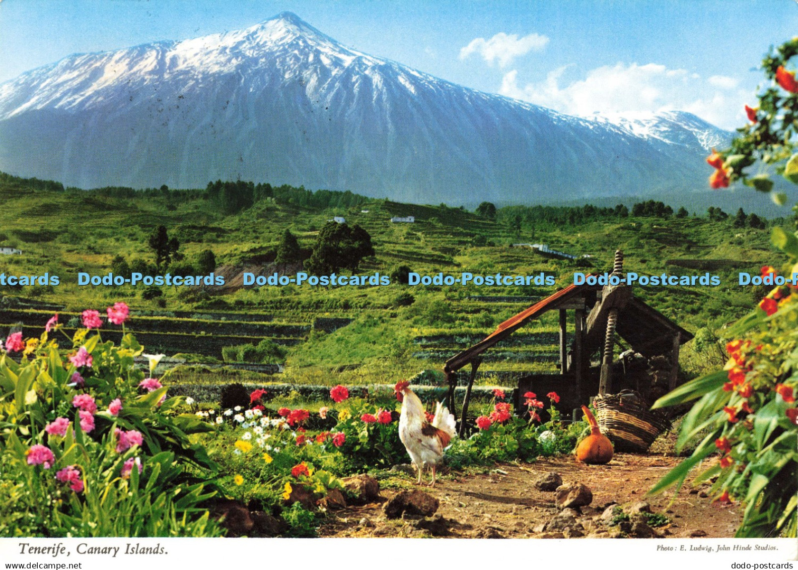 D212292 Tenerife Canary Islands John Hinde Perez Zamora E Ludwig