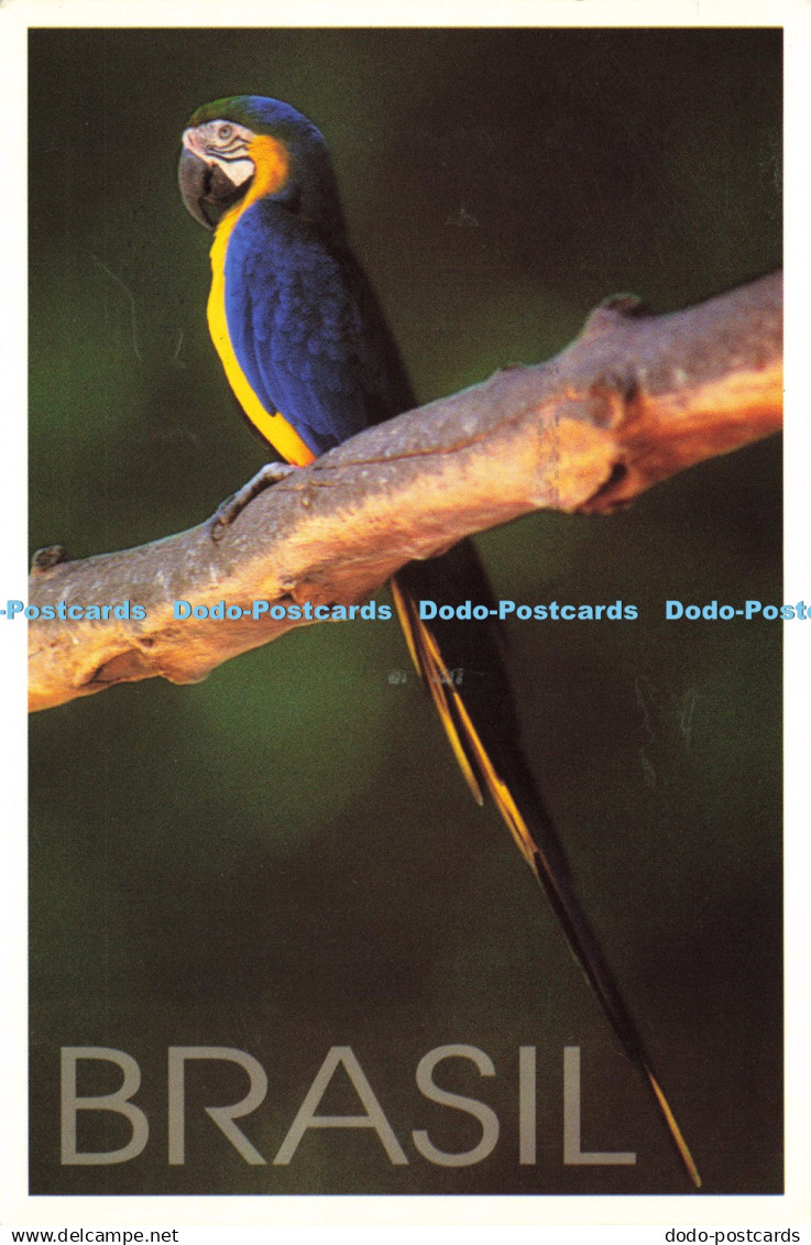 D213768 Brasil Arara Alexandre Braga