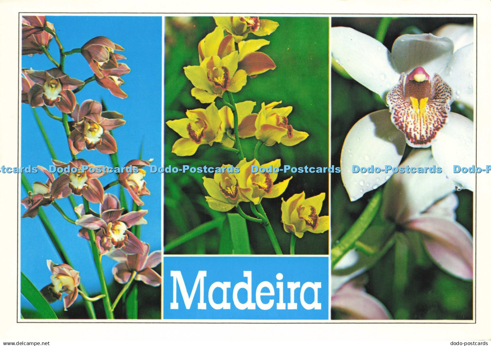 D216850 Madeira Orchids in the Quinta da Boa Vista Hans Huber F Ribeiro Multi Vi