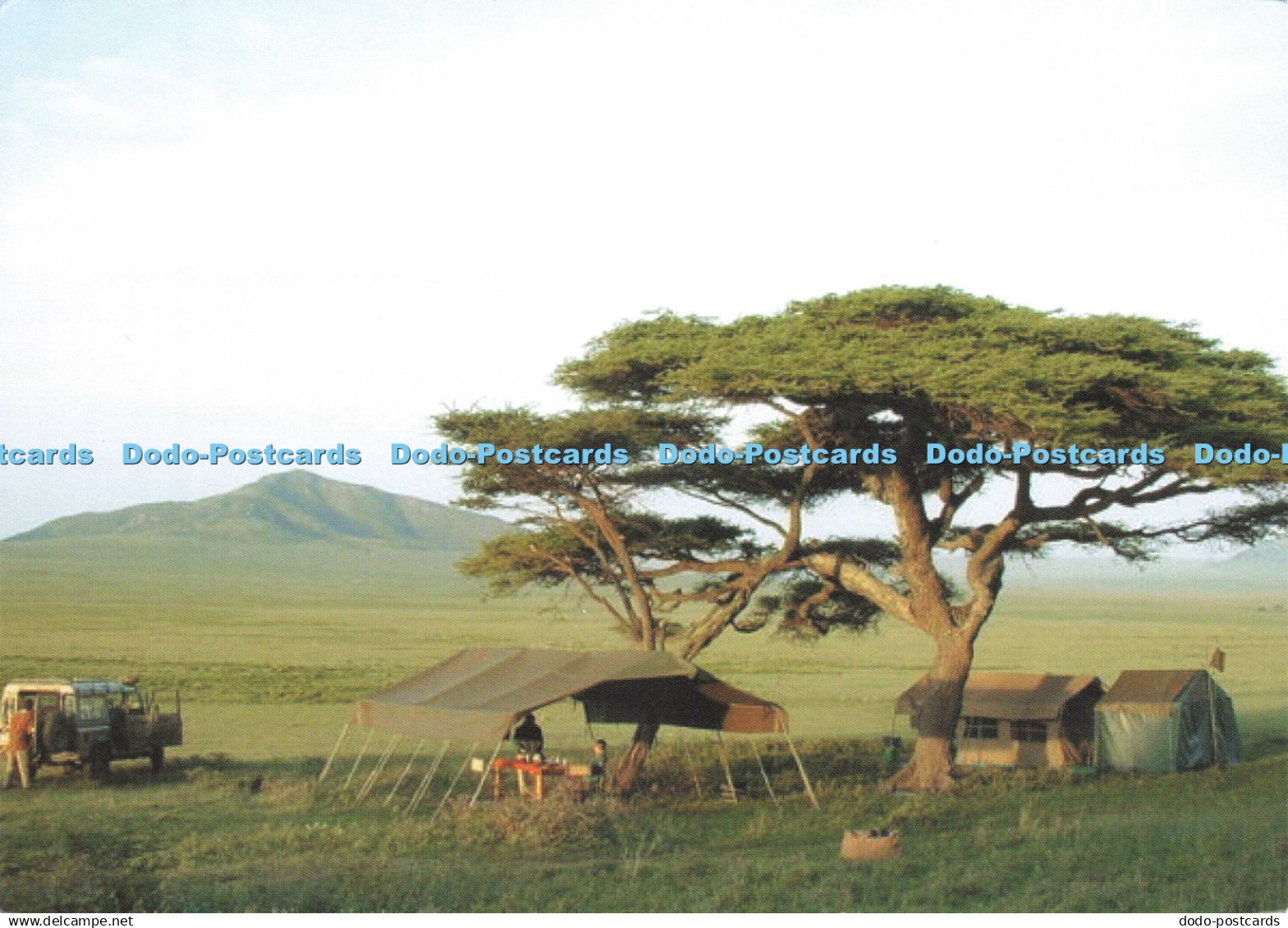 D219943 Tanzania Aardvark