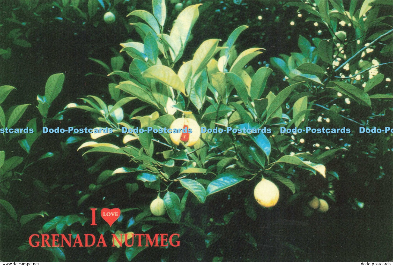 D220355 I Love Grenada Nutmeg West Indies Via Air Mail