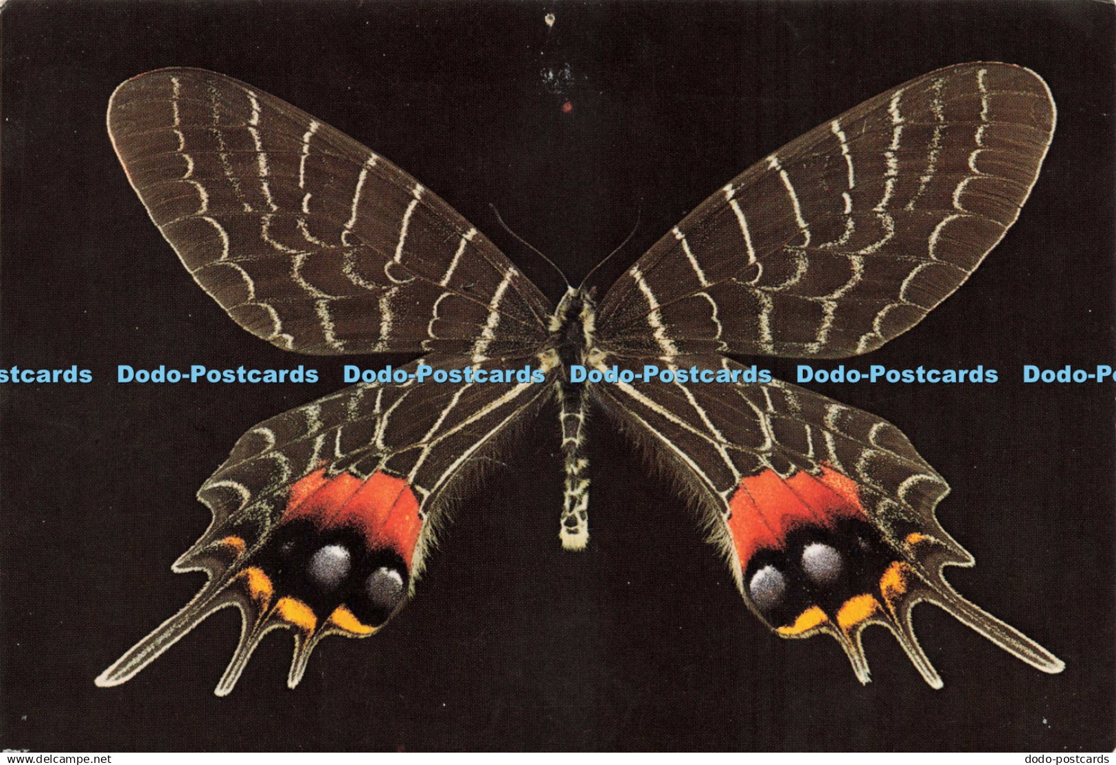 D220567 Tropical Butterflies Bhutan Glory British Museum Card EN 24