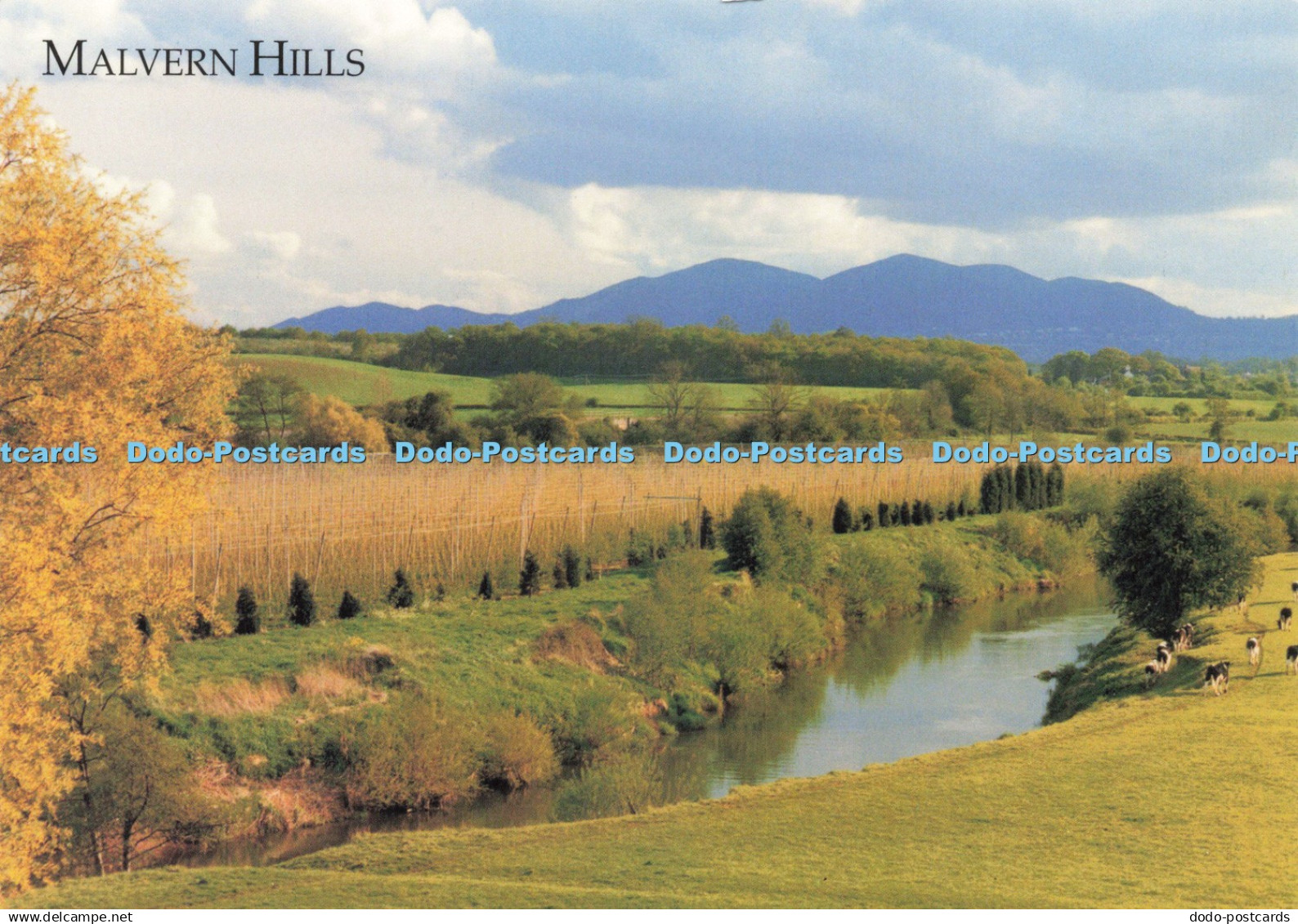 D229257 Malvern Hills The Familiar Outline of the Malvern Hills seen from above