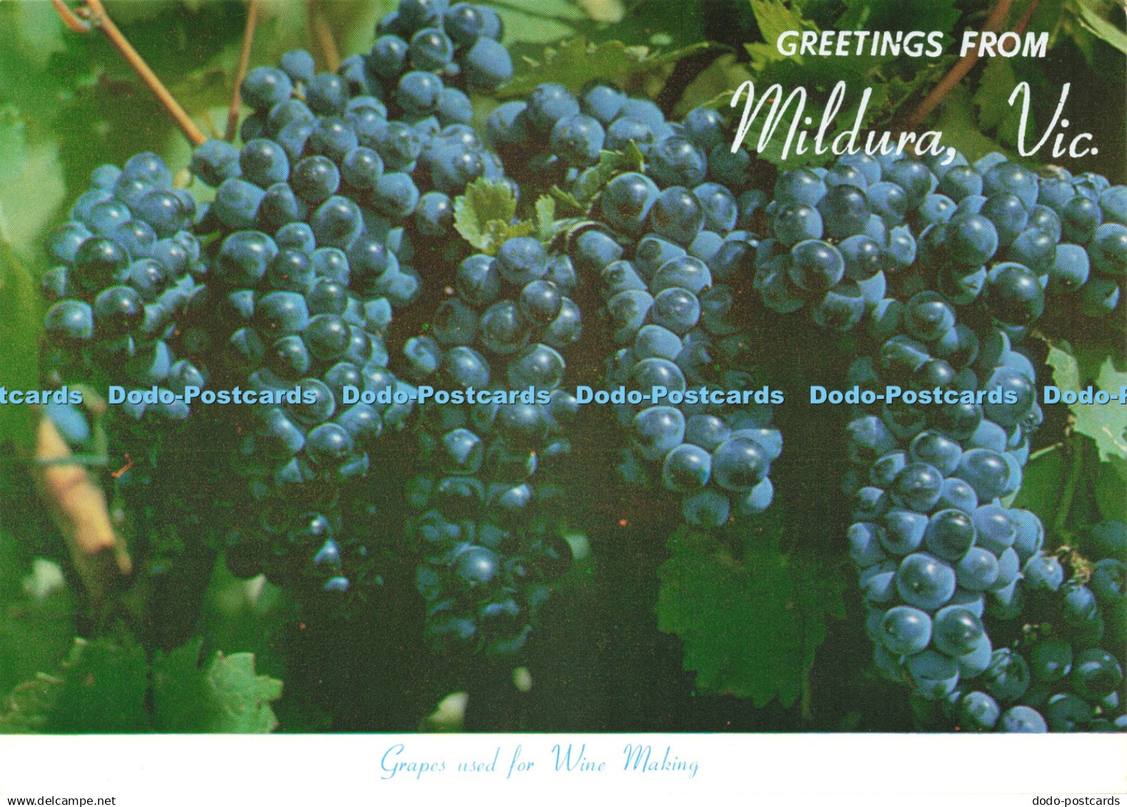 D231736 Vic Greetings from Mildura Grapes used for Wine Making Rose Stereograph
