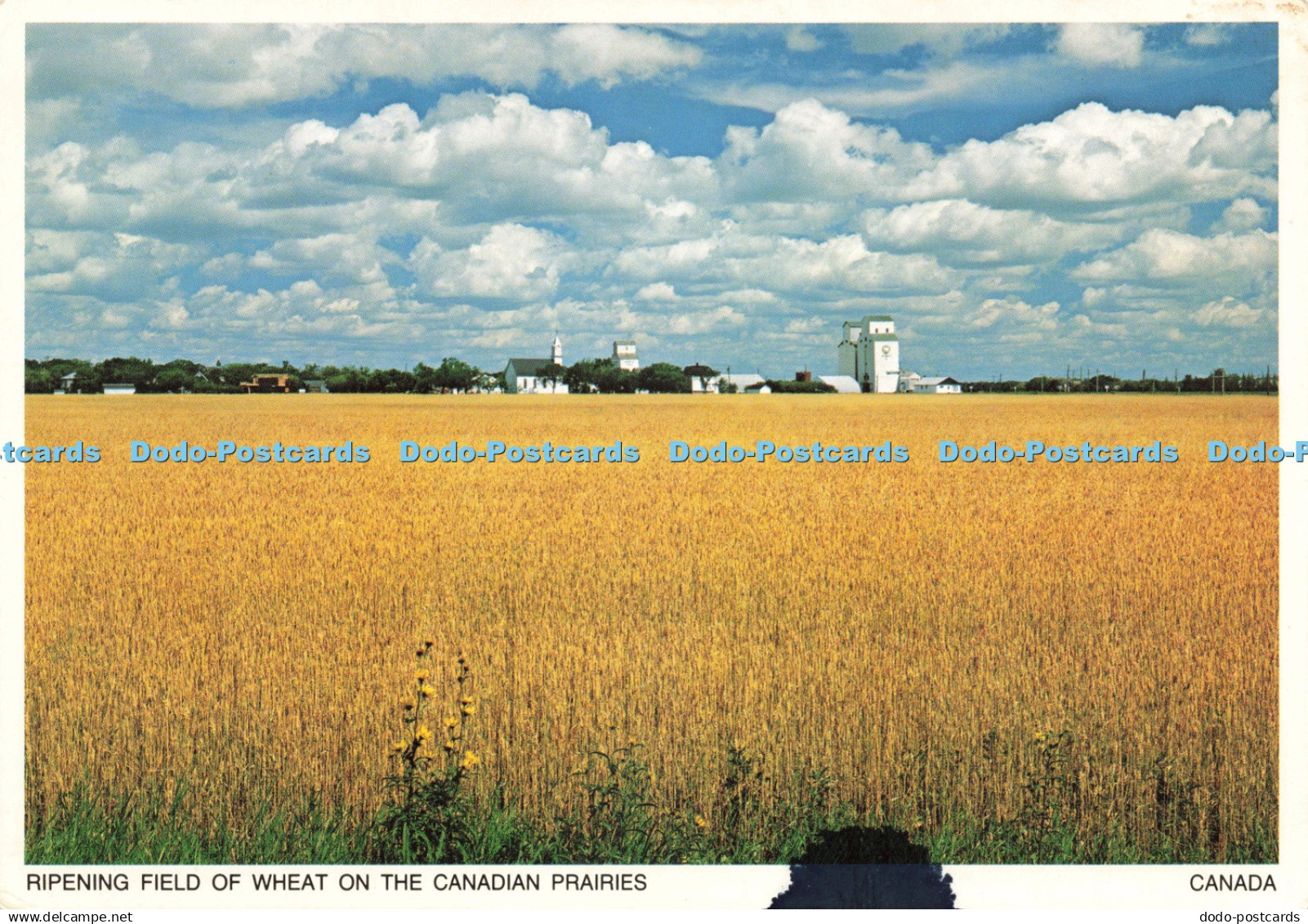 D233663 Canada Ripening Field of Wheat on the Canadian Prairies Henry Halen Ltd