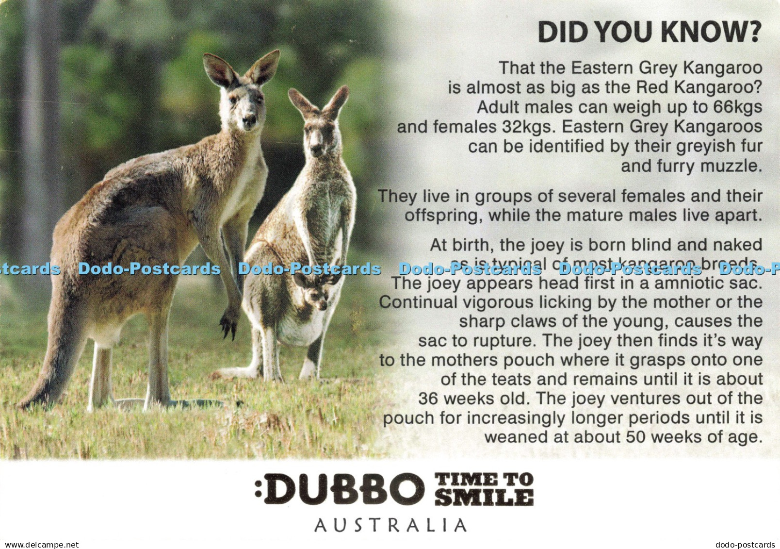 D233998 Australia Did You Known Eastern Grey Kangaroo Dubbo Time to Smile Murray
