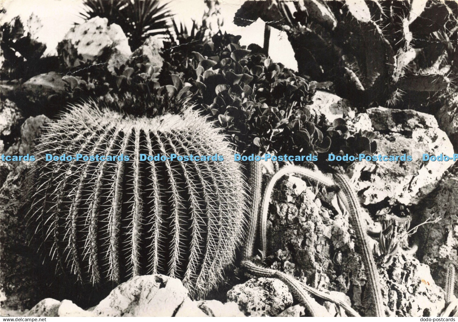 D235825 Jardin Exotique De Monaco Estel Lavelle