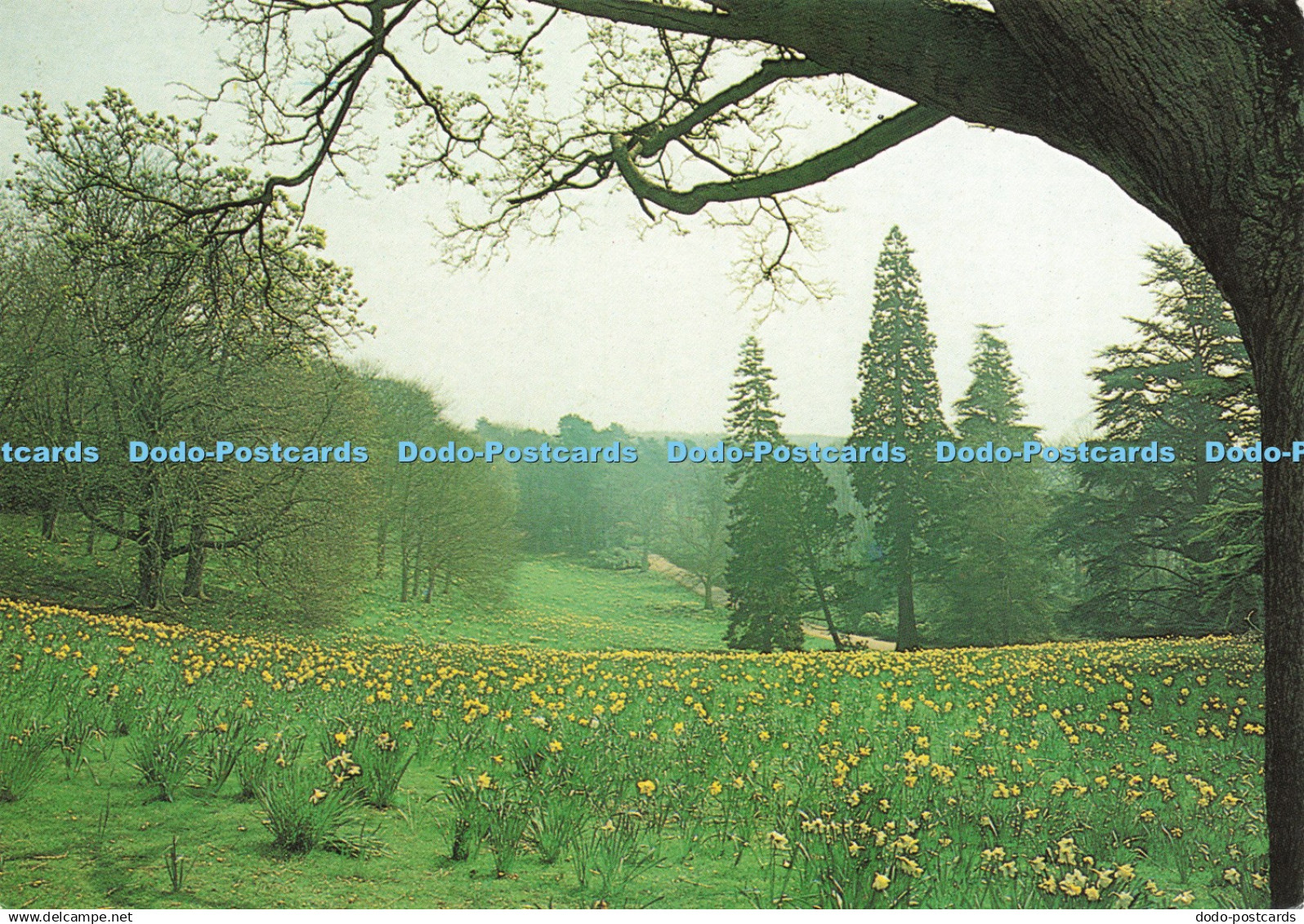 D235989 Buckinghamshire Waddesdon Manor Daffodil Valley Lund Humphries