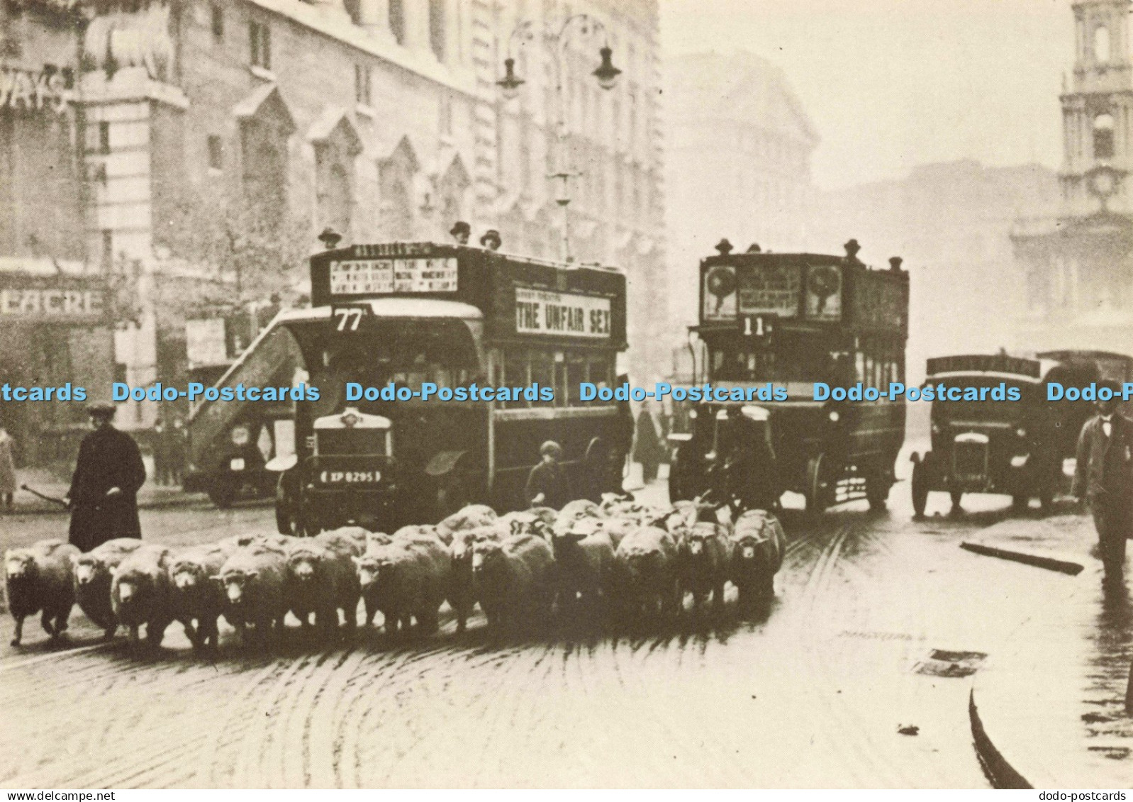 D236252 Sheep in the Strand London Transport Executive Official London Transport