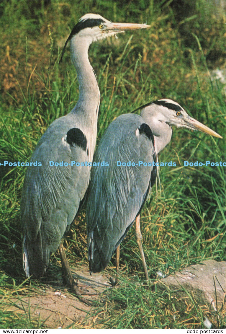 D239223 Heron J Salmon