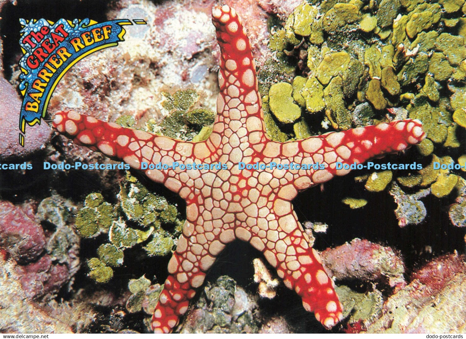 D241046 North Queensland The Great Barrier Reef Starfish Peer Productions R and