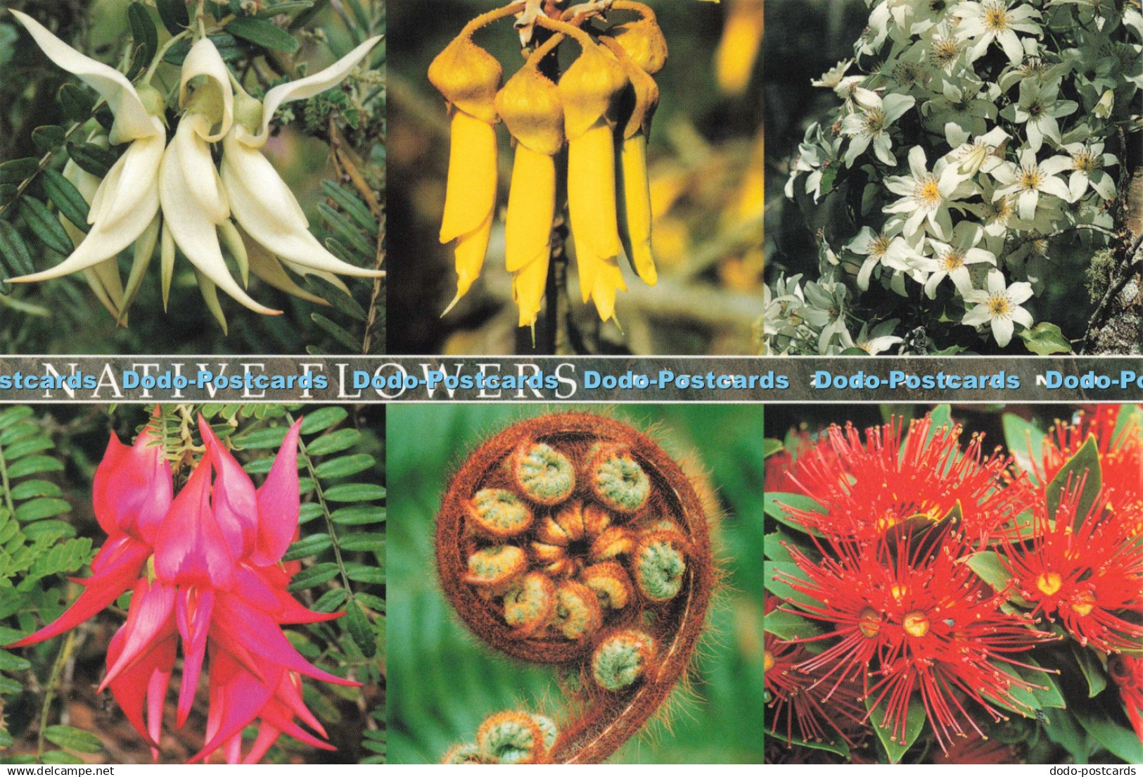 D242786 New Zealand Native Flowers Colourview Publications D Paterson Multi View