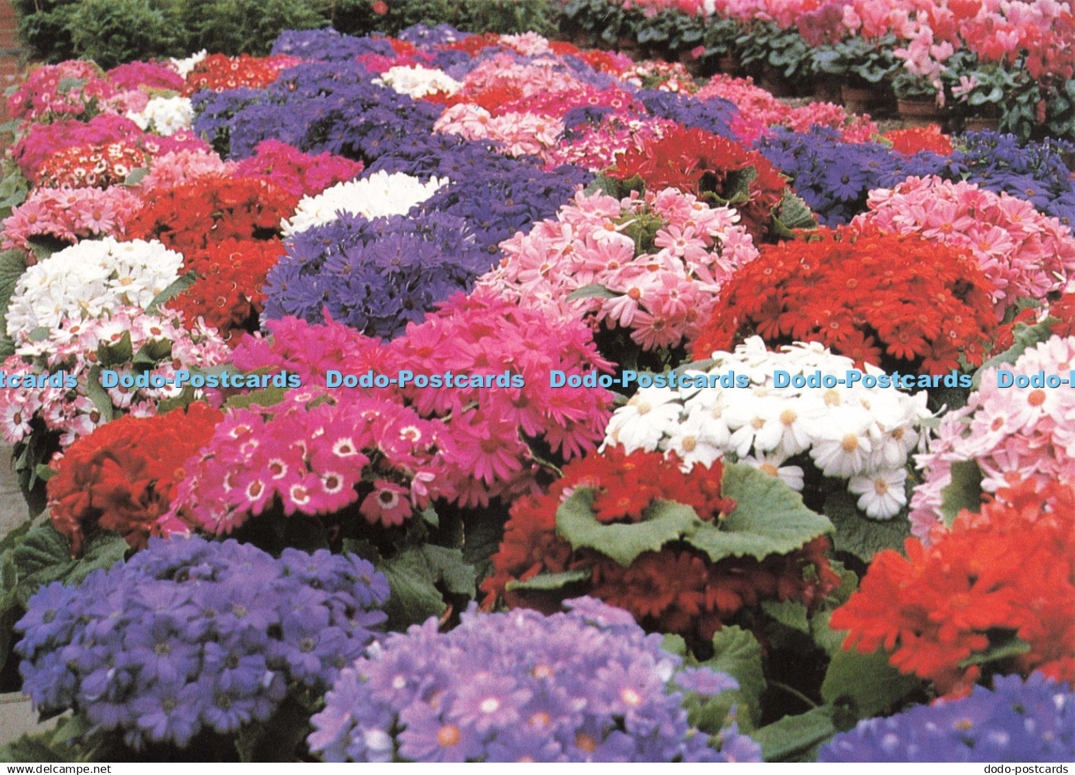 D244371 Stoke on Trent To Commemorate the National Garden Festival Picture Full