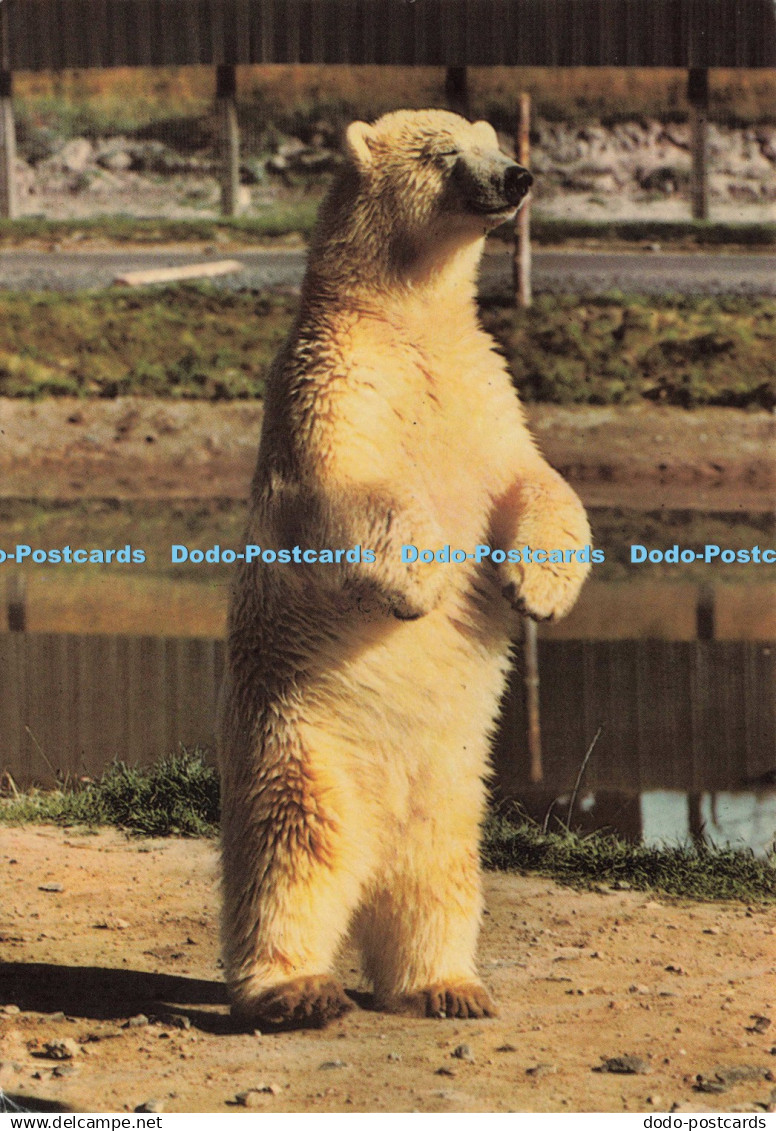 D245816 Dunbartonshire Loch Lomond Bear Park Jarrold 1973