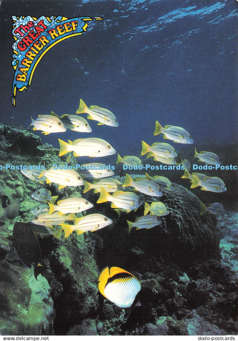 D245936 North Queensland The Great Barrier Reef A School of Reef Fish Peer R and