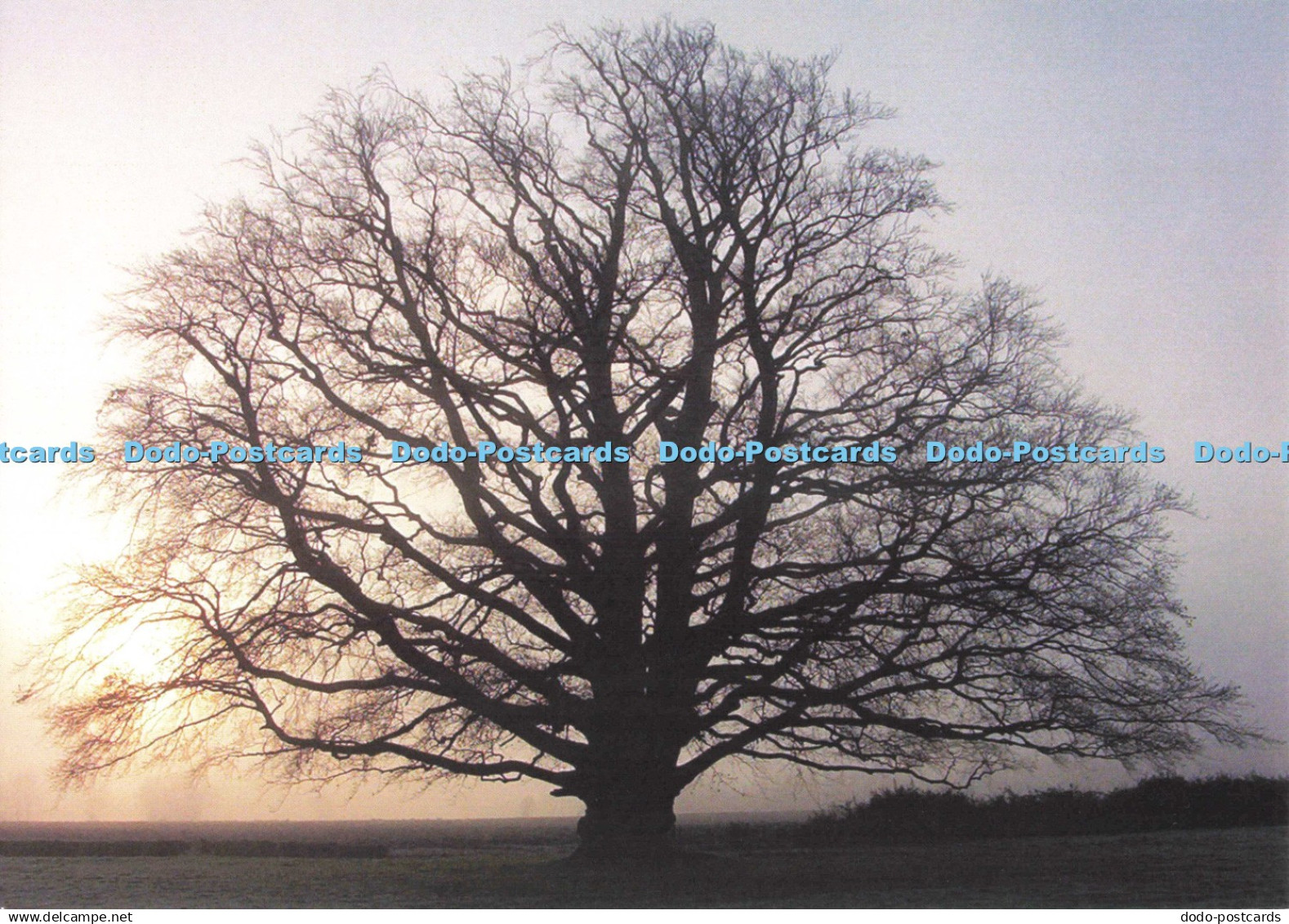 D246852 Bedfordshire Copper Beech Autumn S Cooper