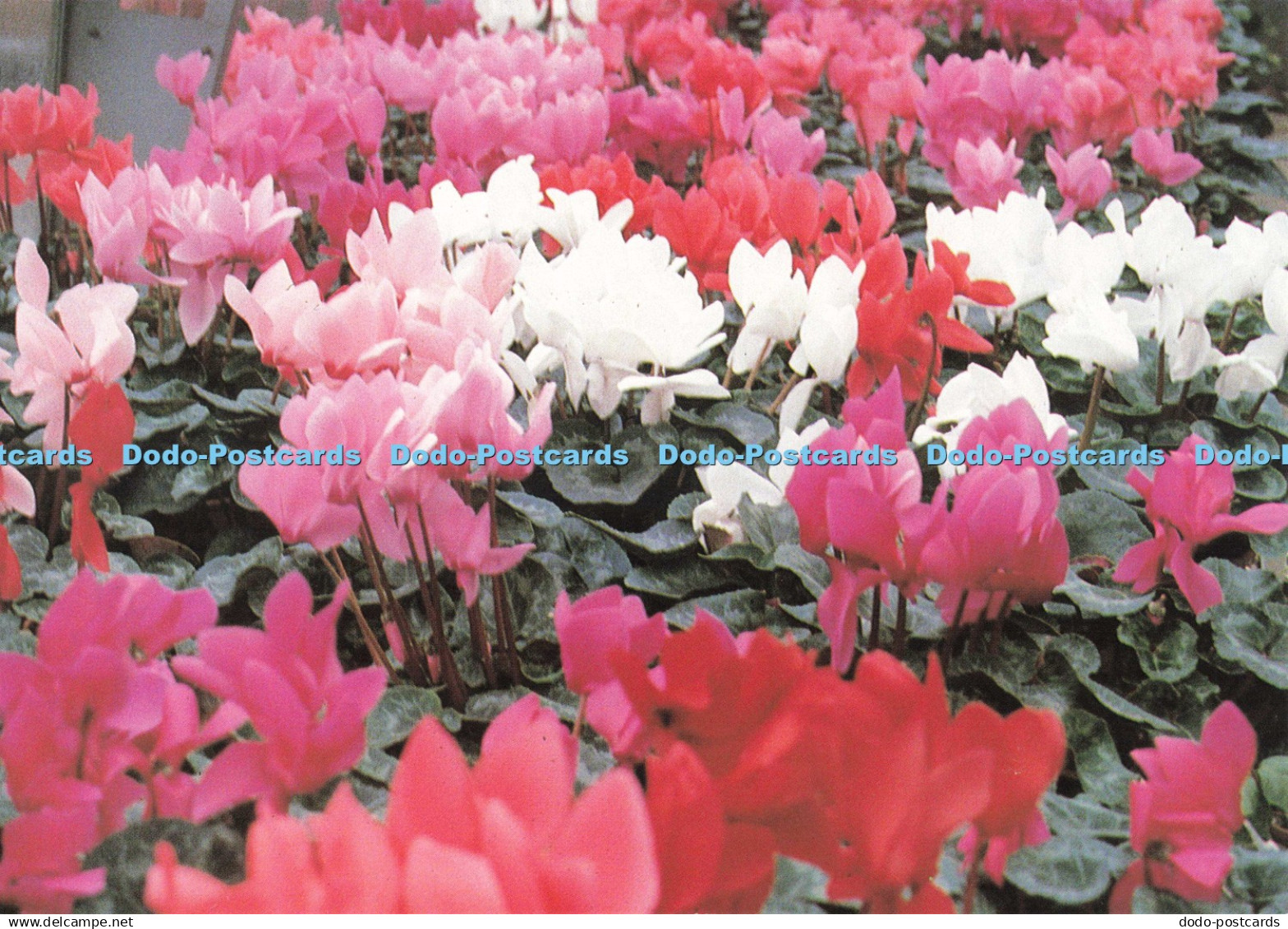 D248067 Stoke on Trent Cyclamen Charm To Commemorate the National Garden Festiva