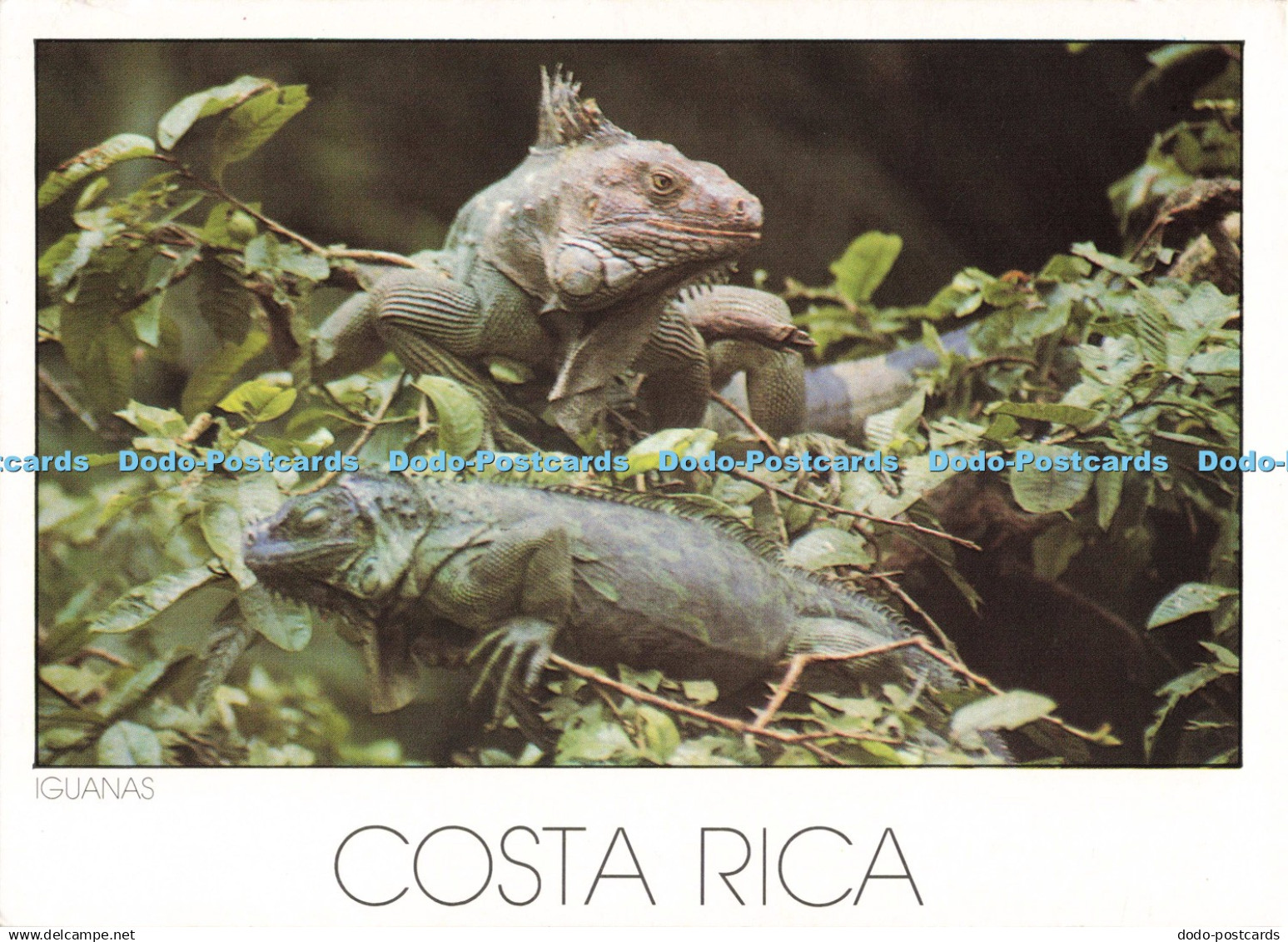 D248182 Costa Rica Iguanas Iberia S A