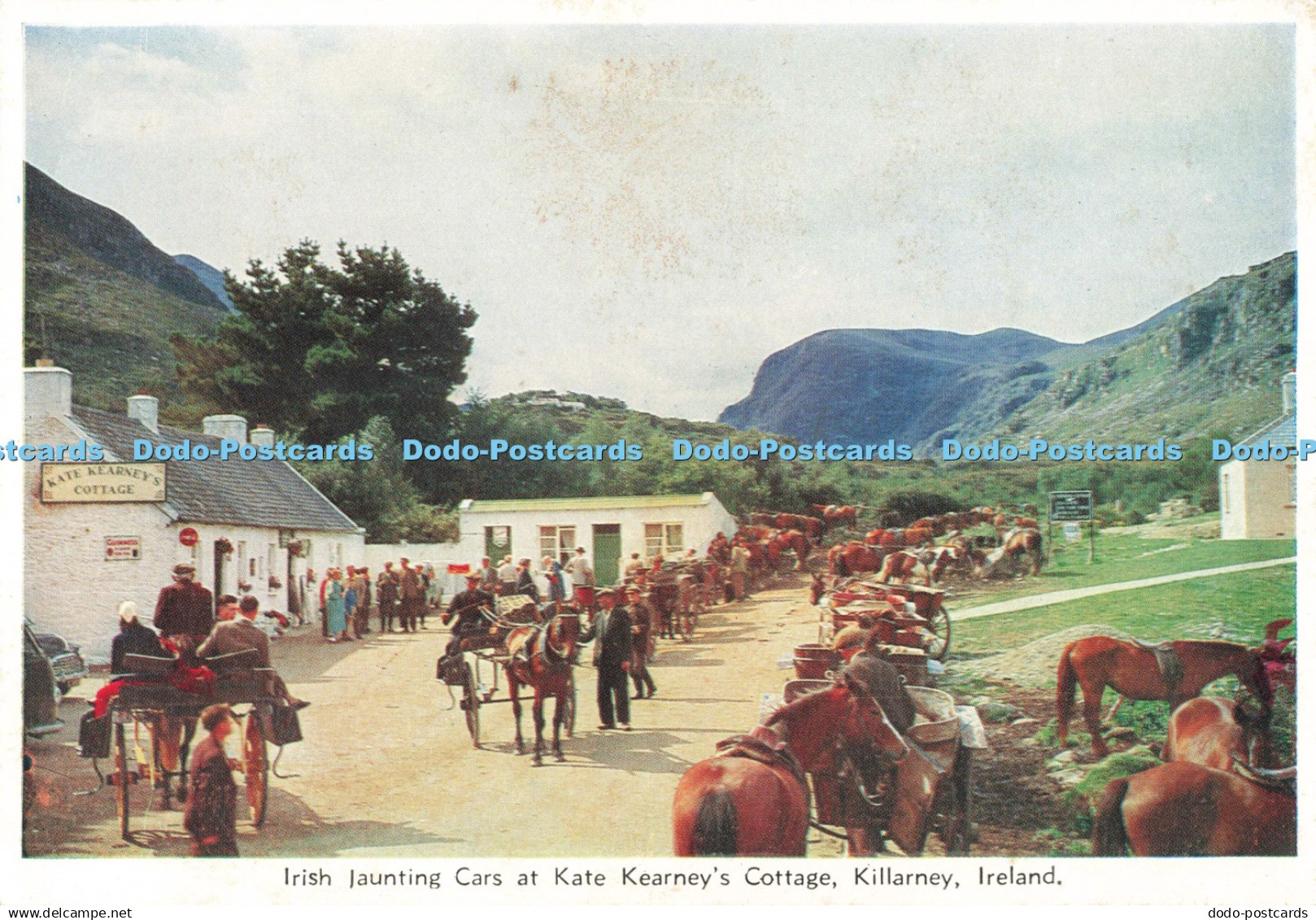 D250453 Ireland Killarney Irish Jaunting Cars at Kate Kearney Cottage Cardall Lt