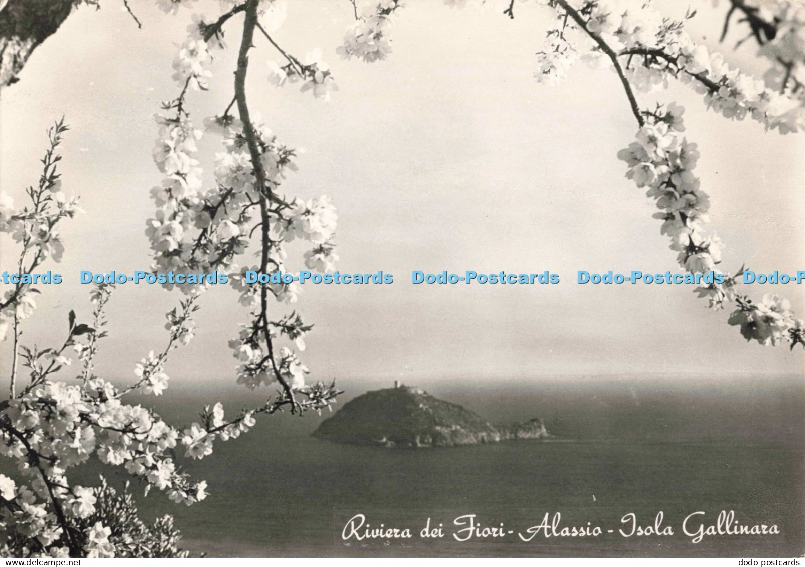 D250968 Riviera dei Fiori Alassio Isola Gallinara Libreria Riviera RP