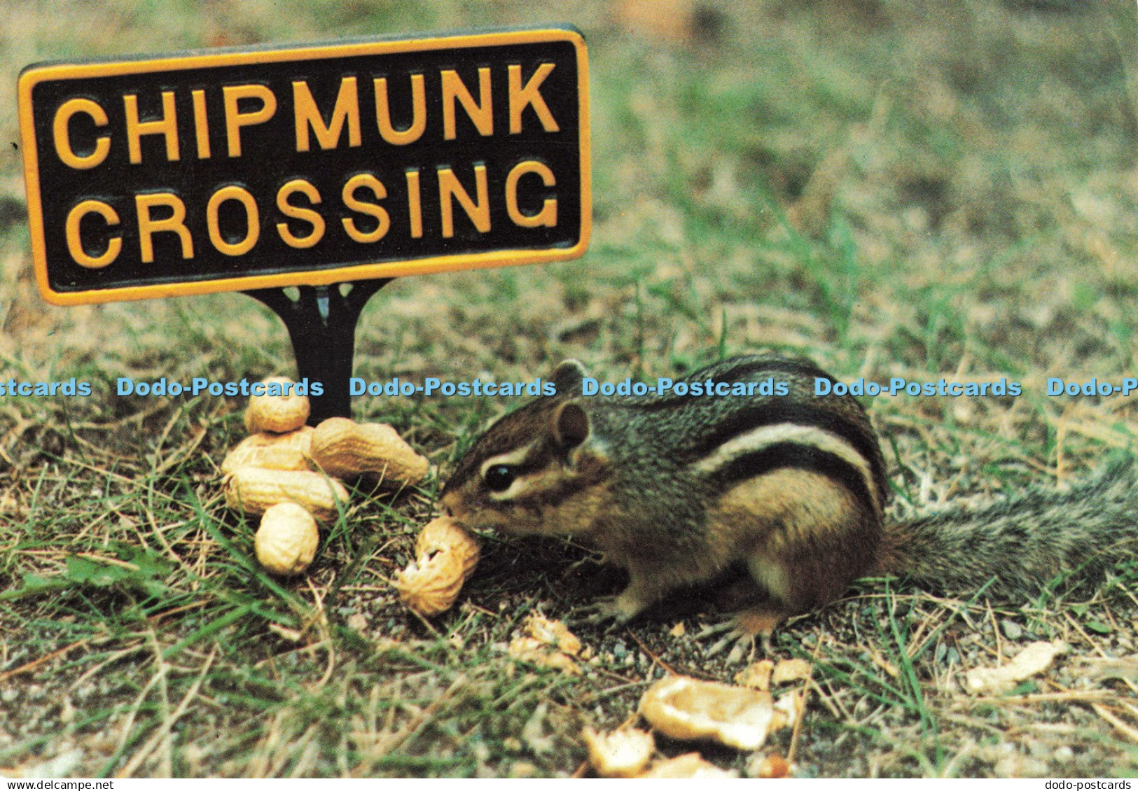 D251220 Greetings from Canada Chipmunk Crossing Dexter Colour Canada
