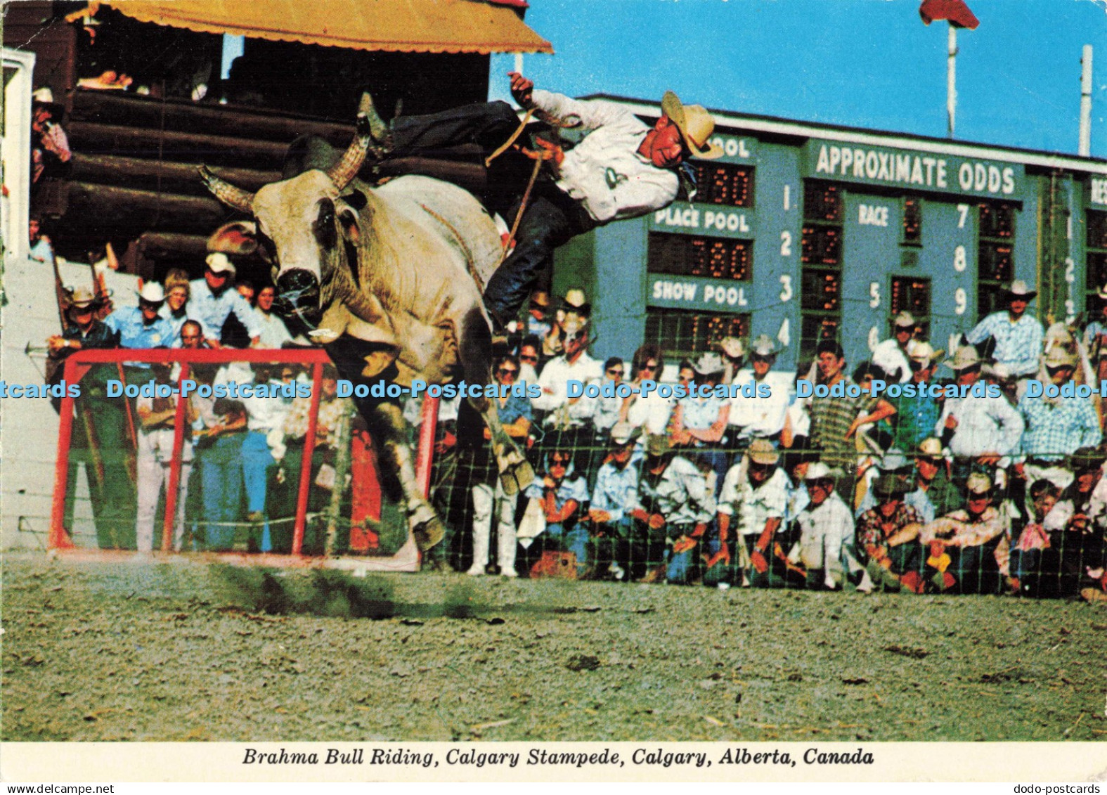 D262529 Canada Brahma Bull Riding Calgary Stampede Calgary Alberta United News 1