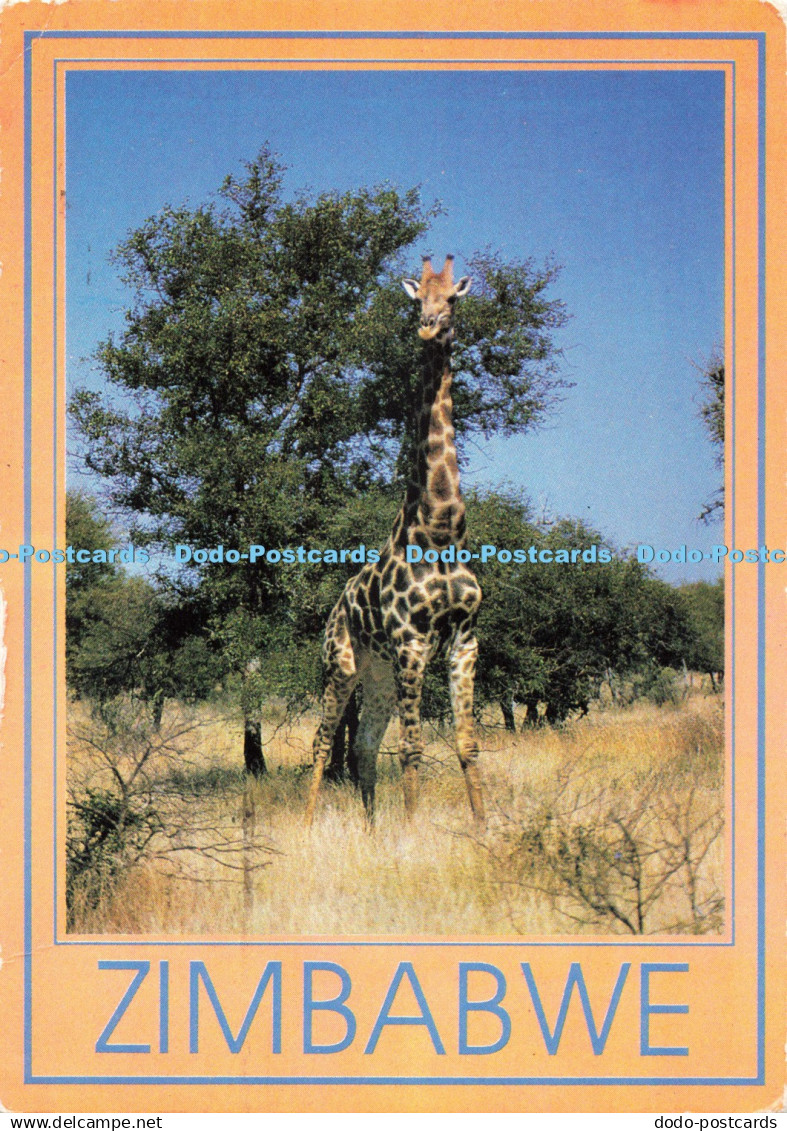 D269775 Zimbabwe Giraffe Photo Safari D Allen 1992