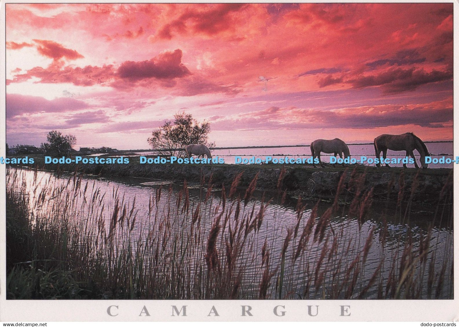 D273987 Camargue Terre Sauvage Ajax Dominique Zintzmeyer